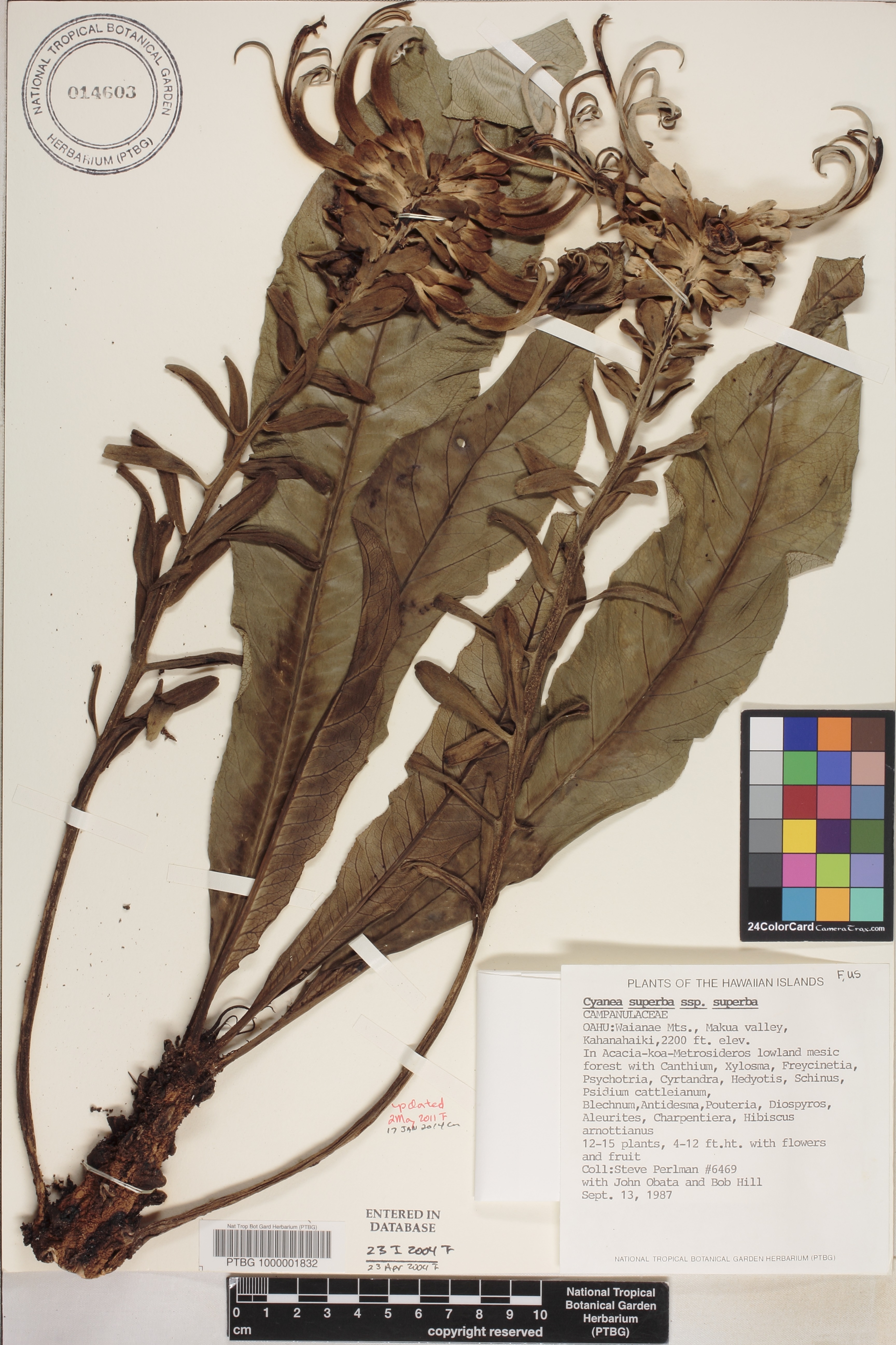 Cyanea superba subsp. superba image