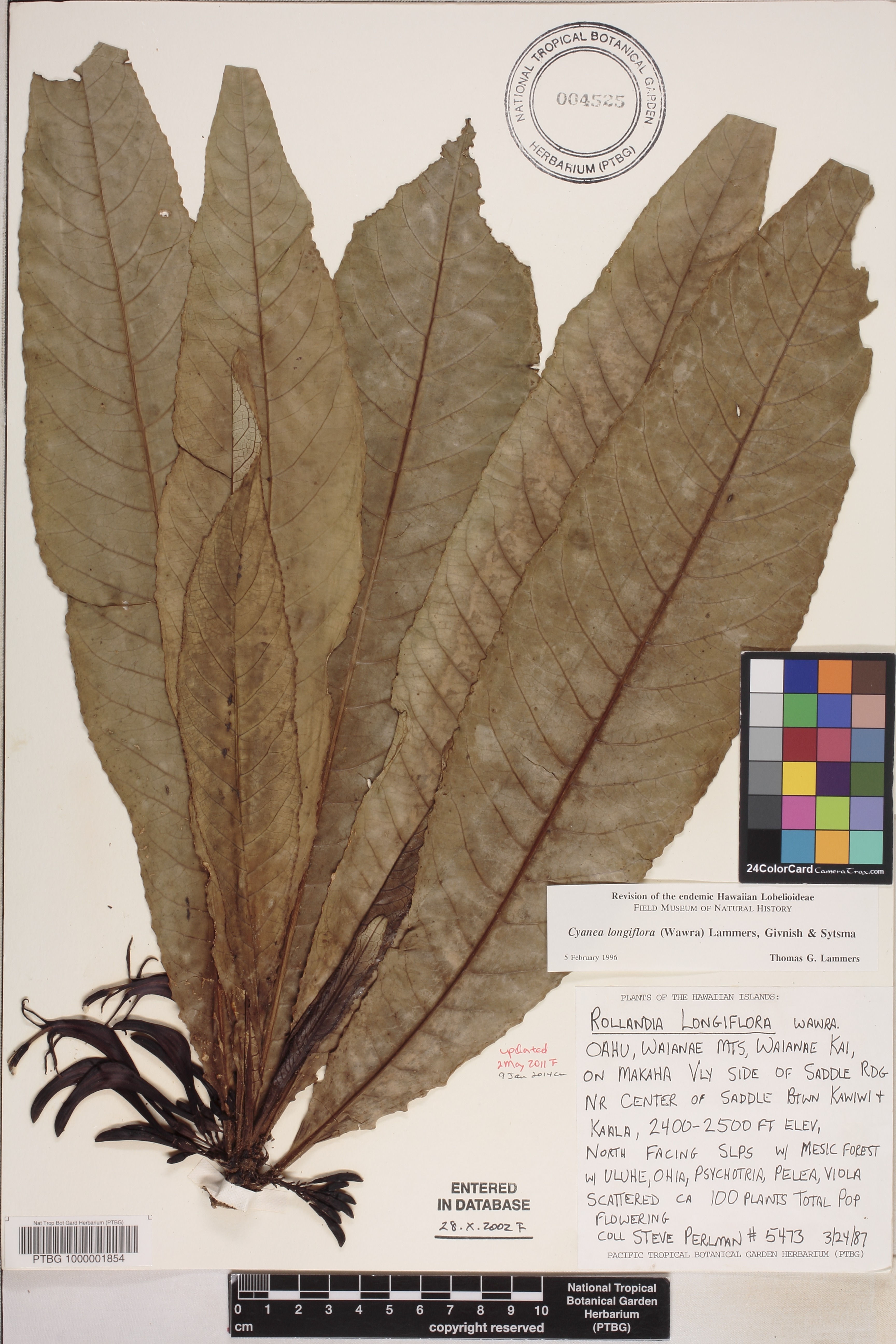 Cyanea longiflora image