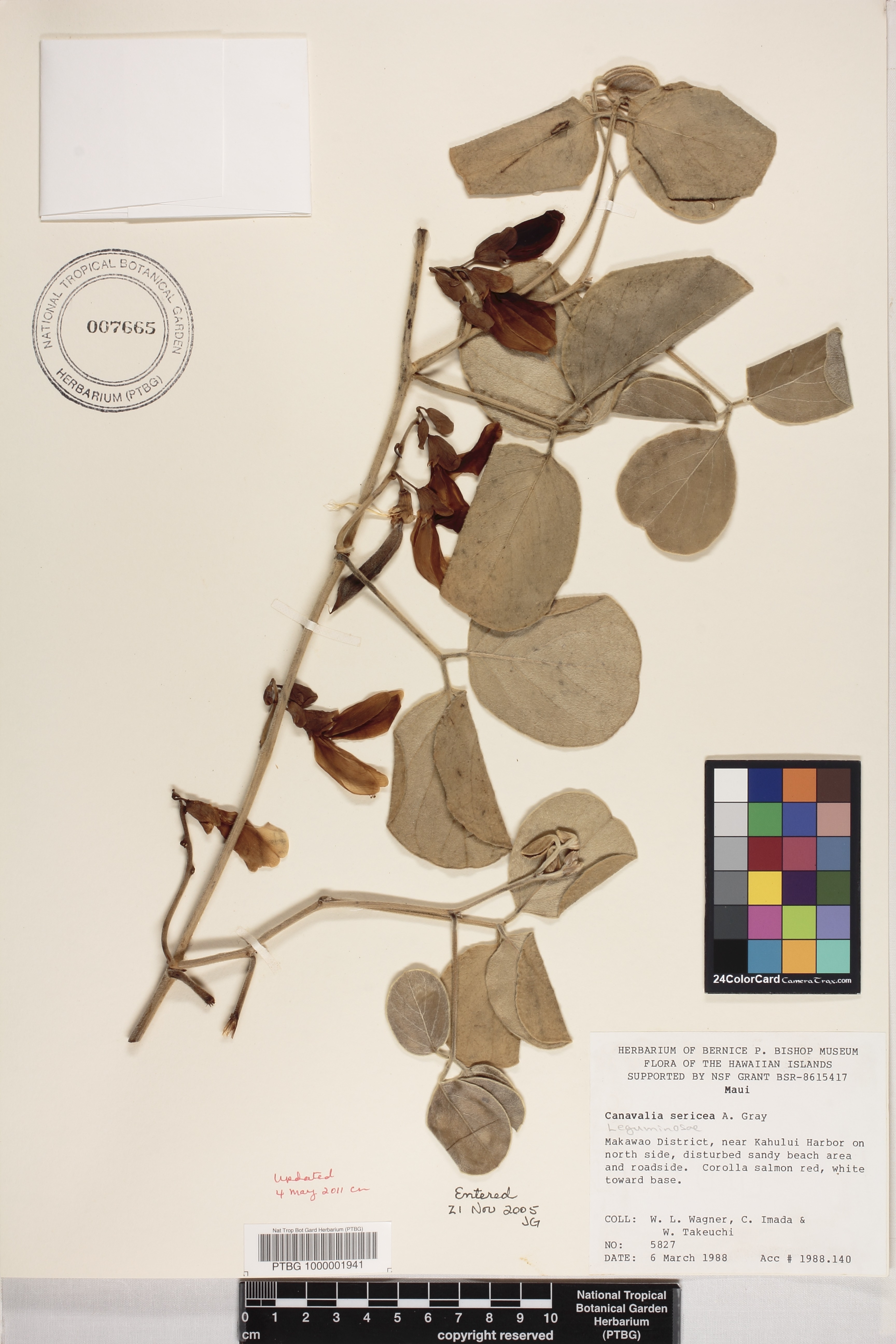 Canavalia image