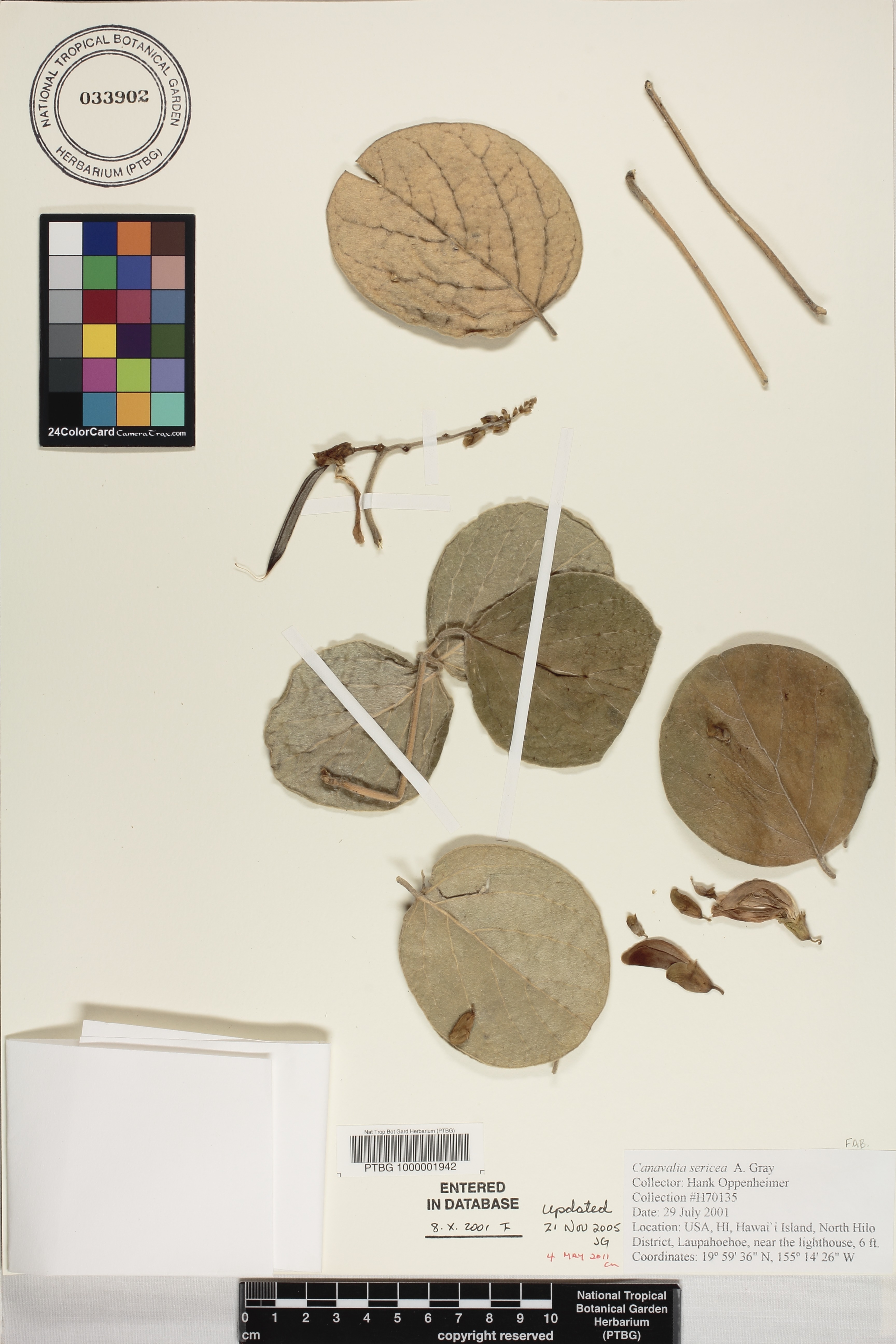 Canavalia sericea image