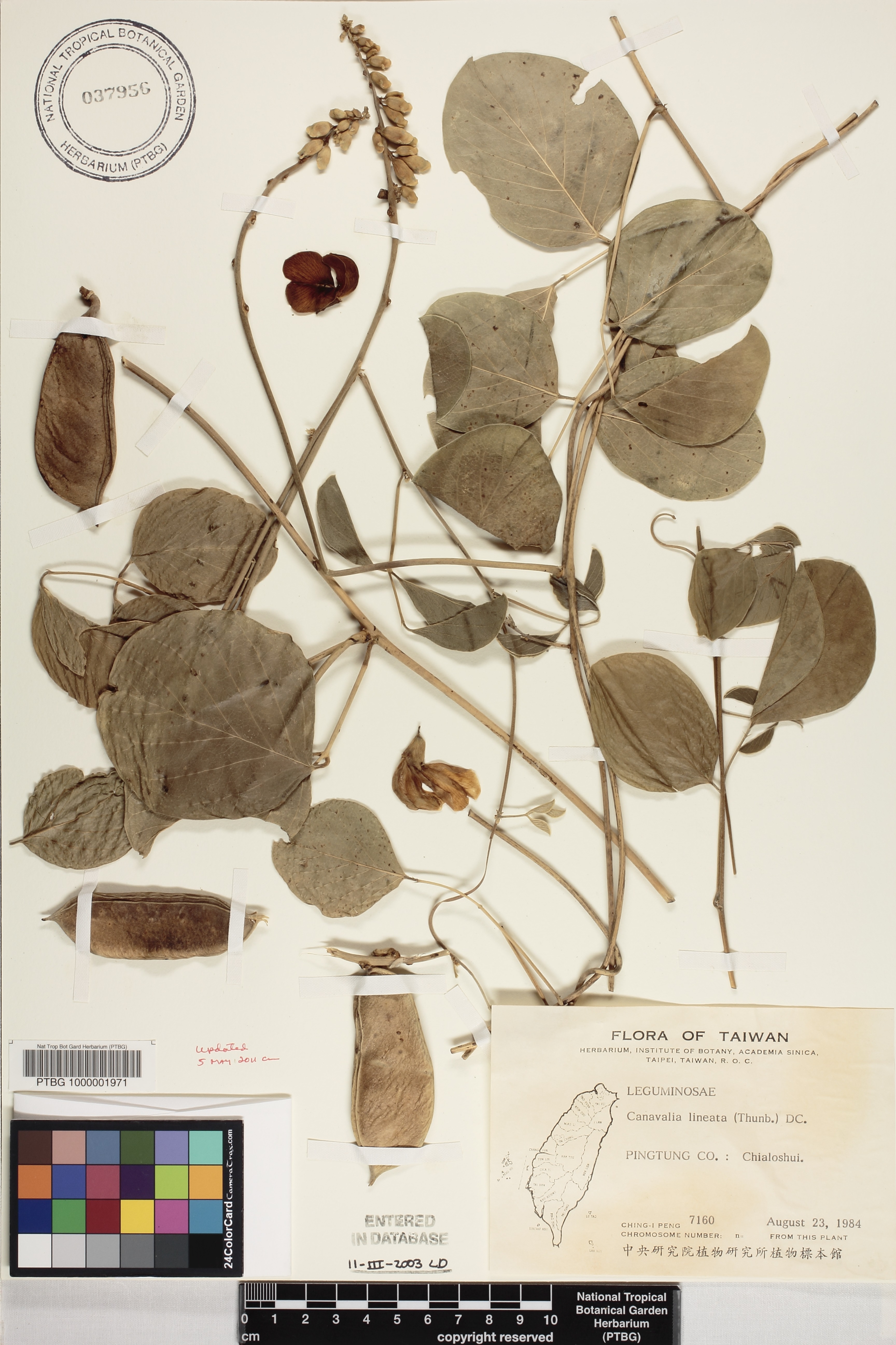 Canavalia rosea image