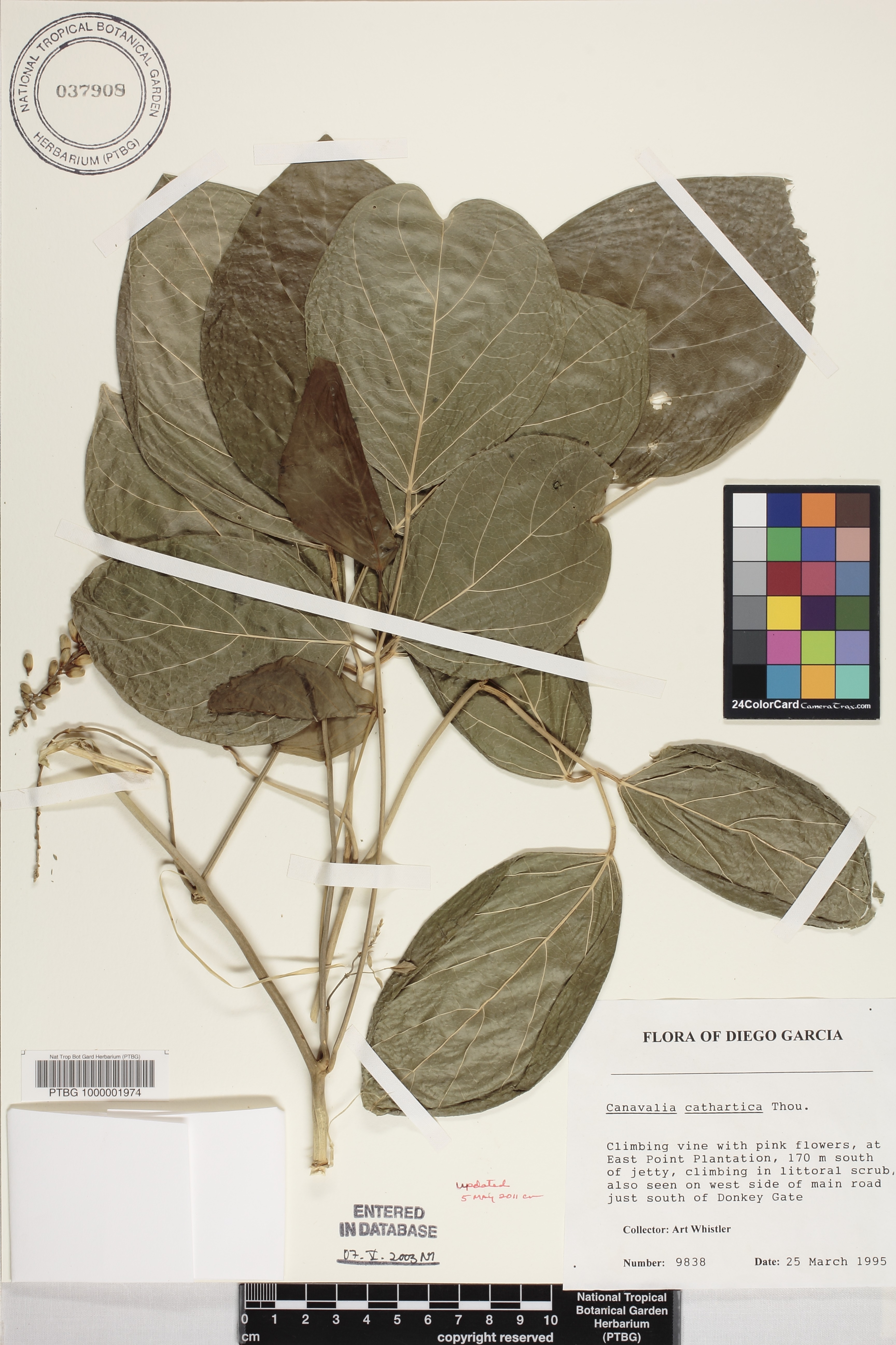 Canavalia cathartica image