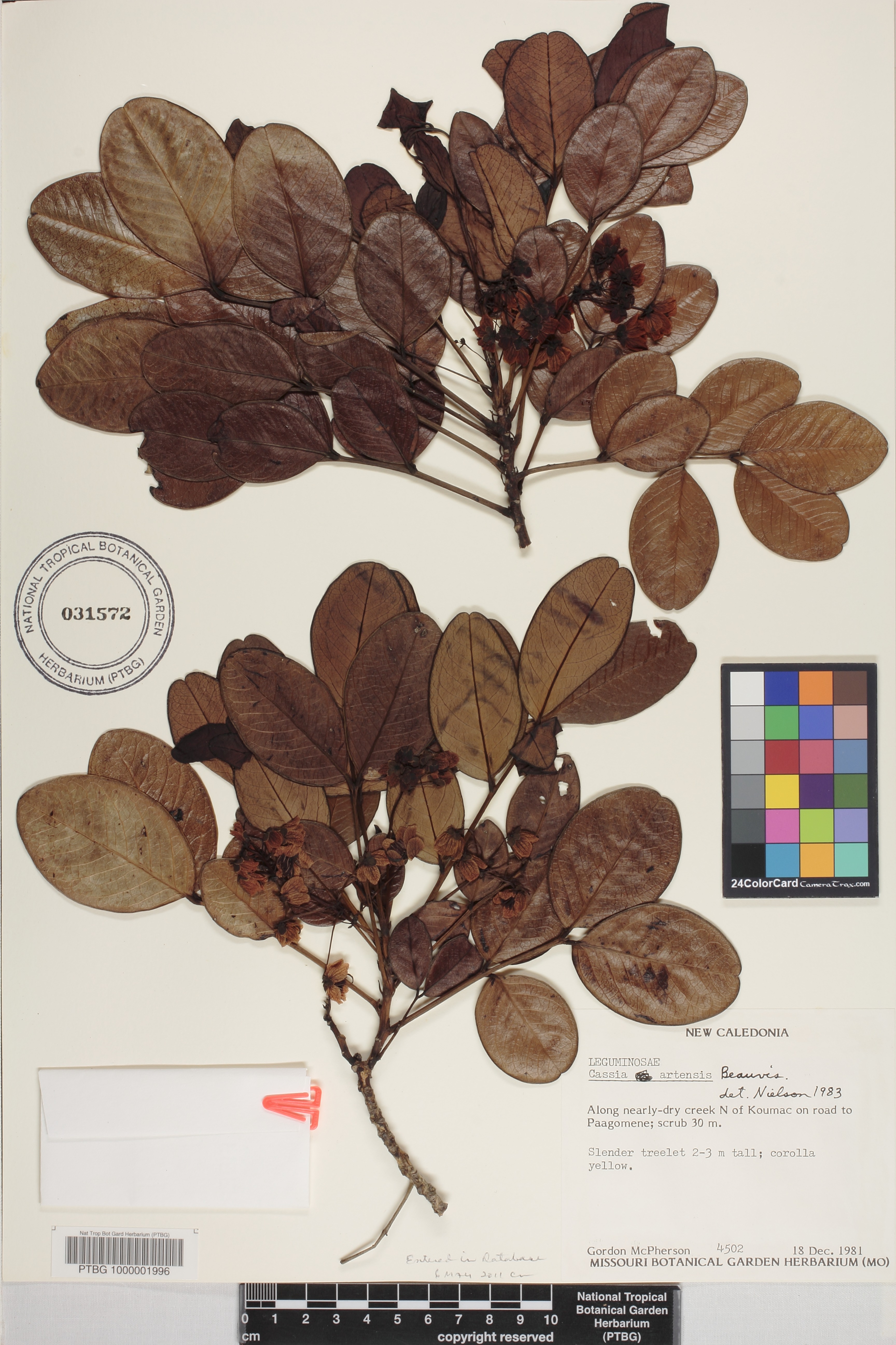 Cassia artensis image