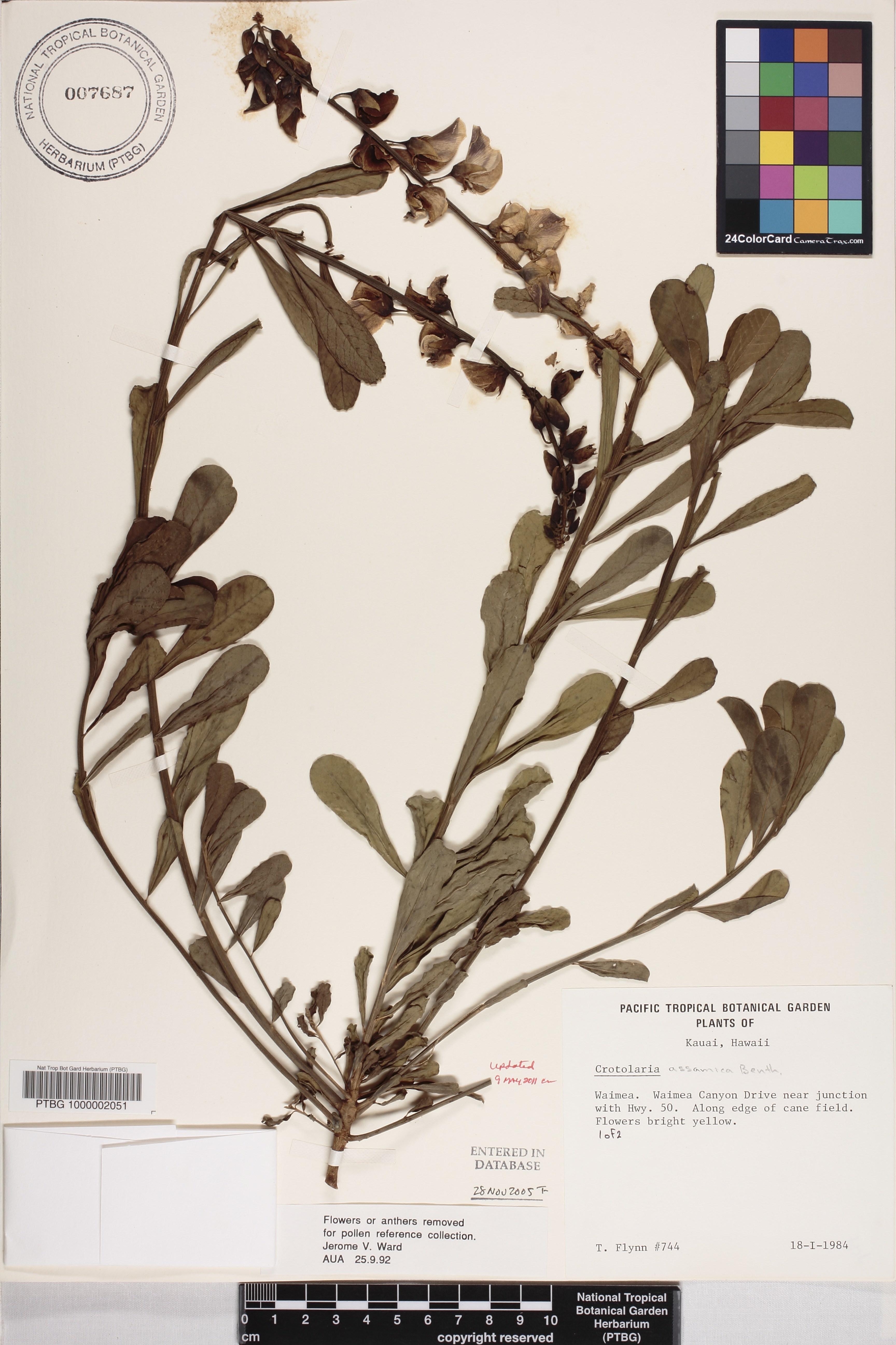Crotalaria assamica image