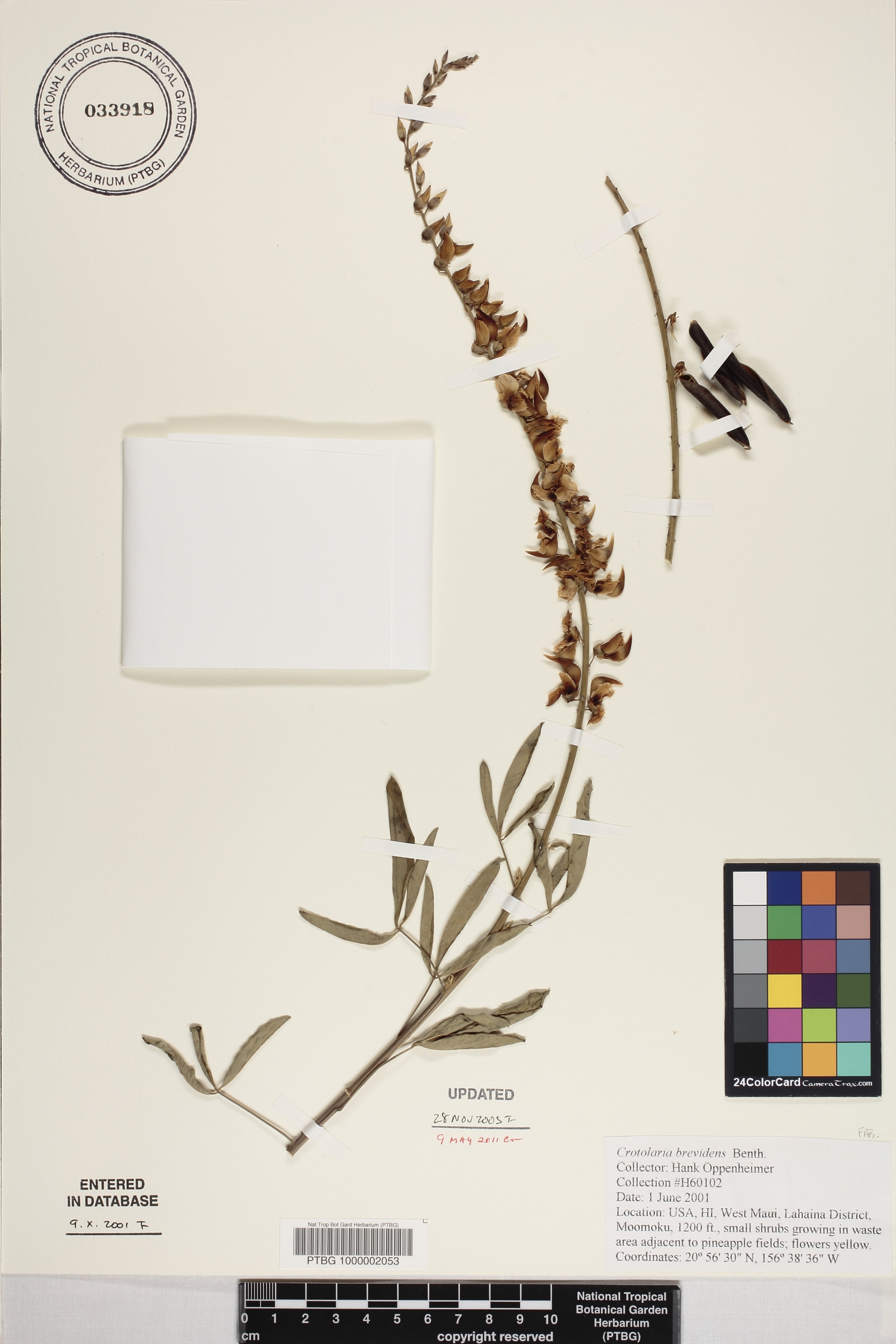 Crotalaria brevidens image