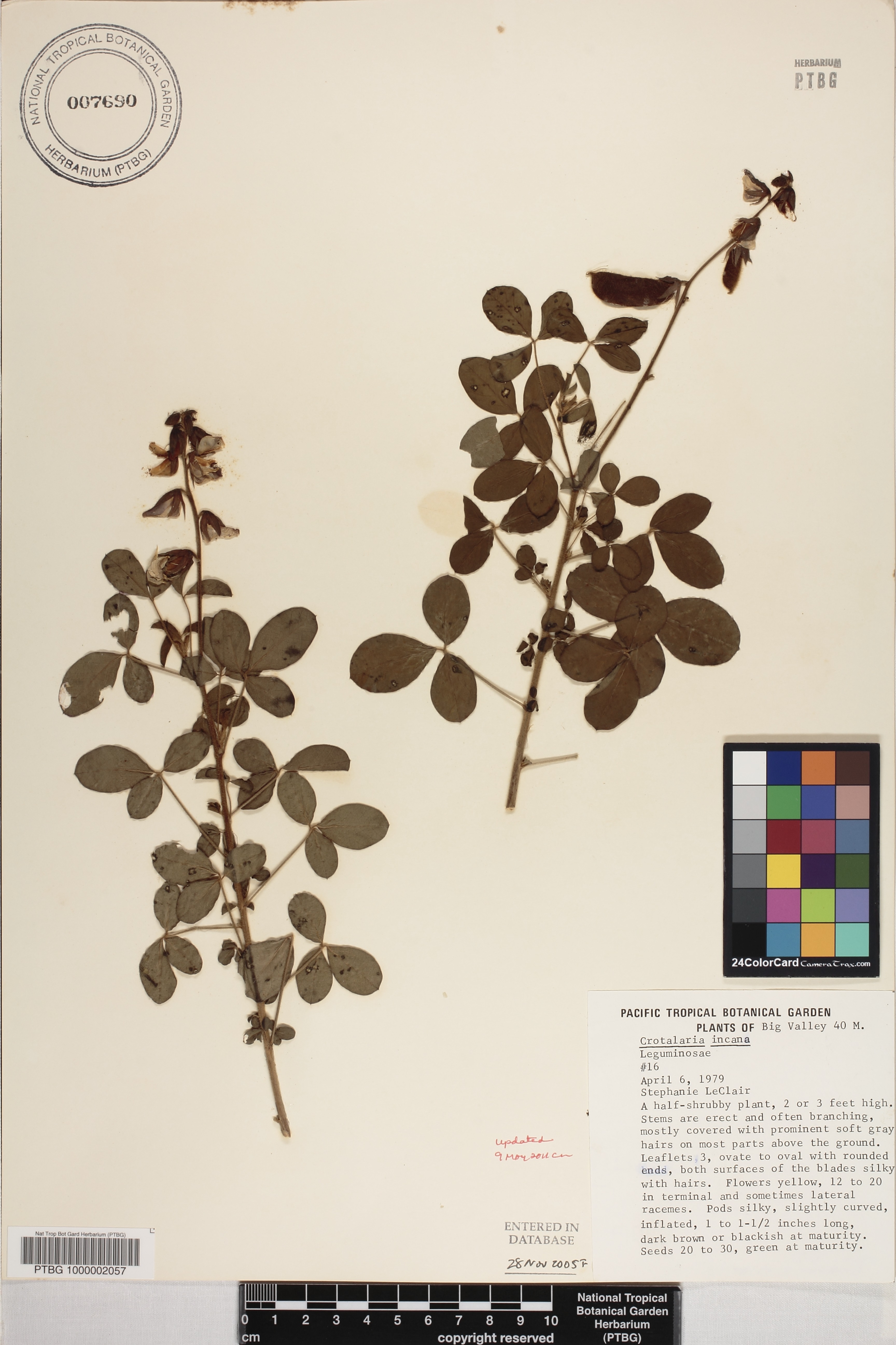 Crotalaria incana image