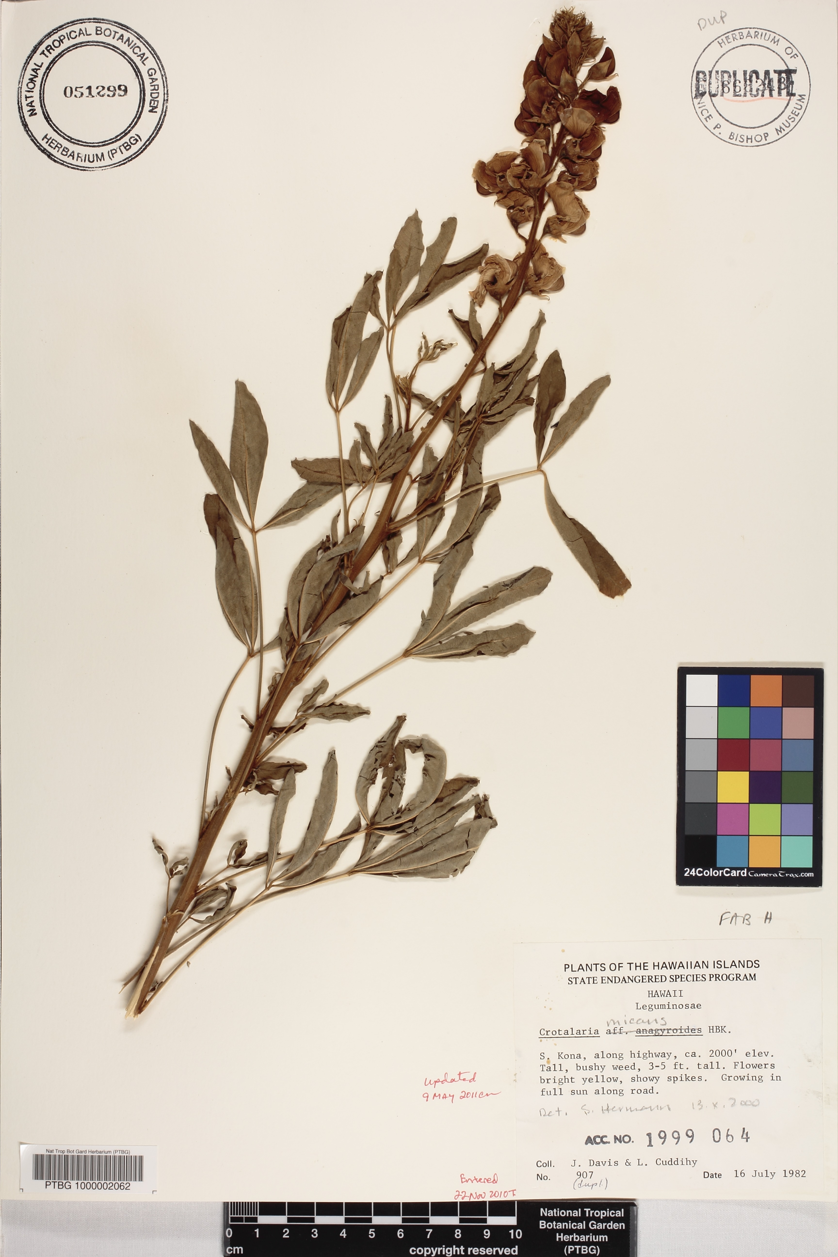 Crotalaria micans image