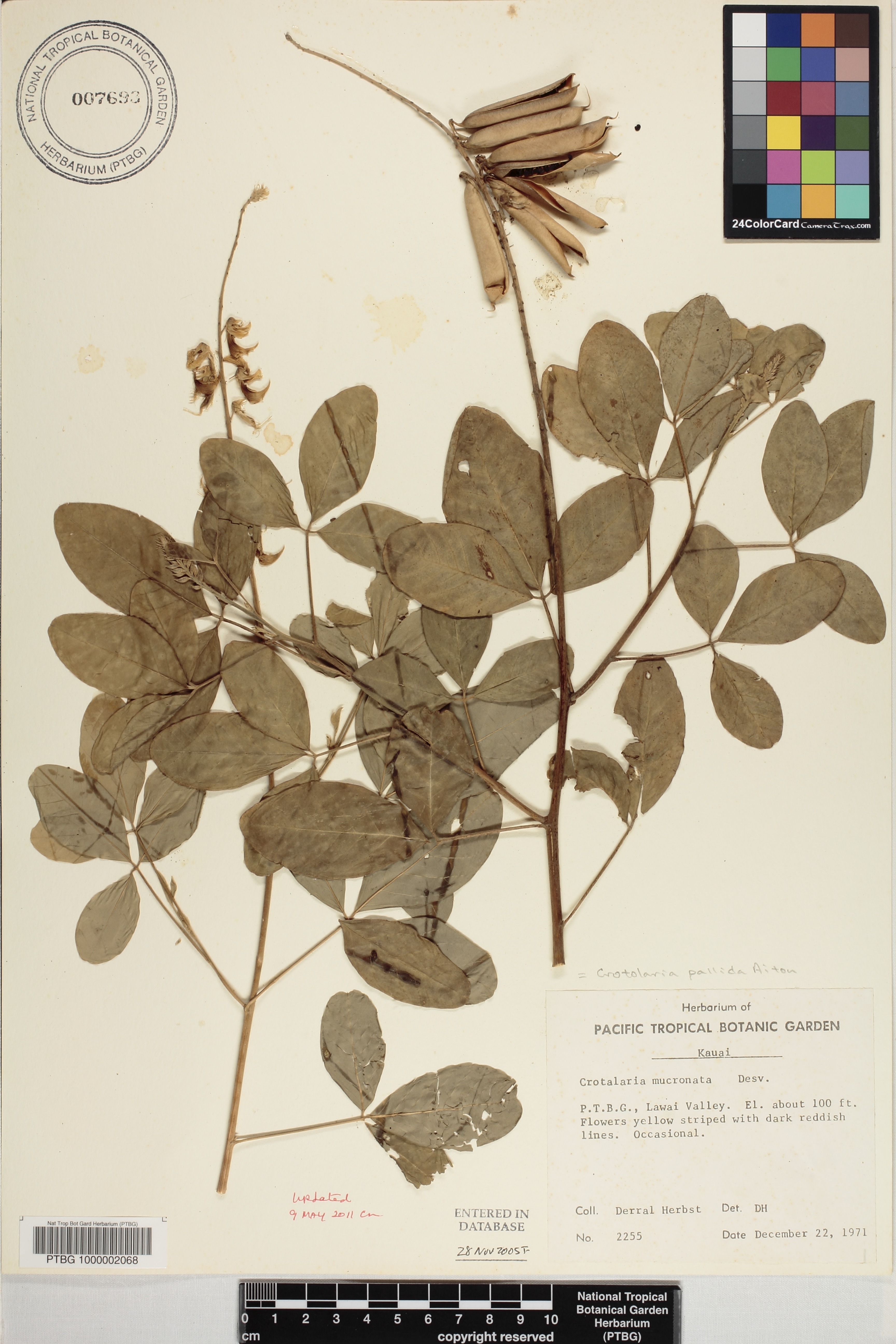 Crotalaria image