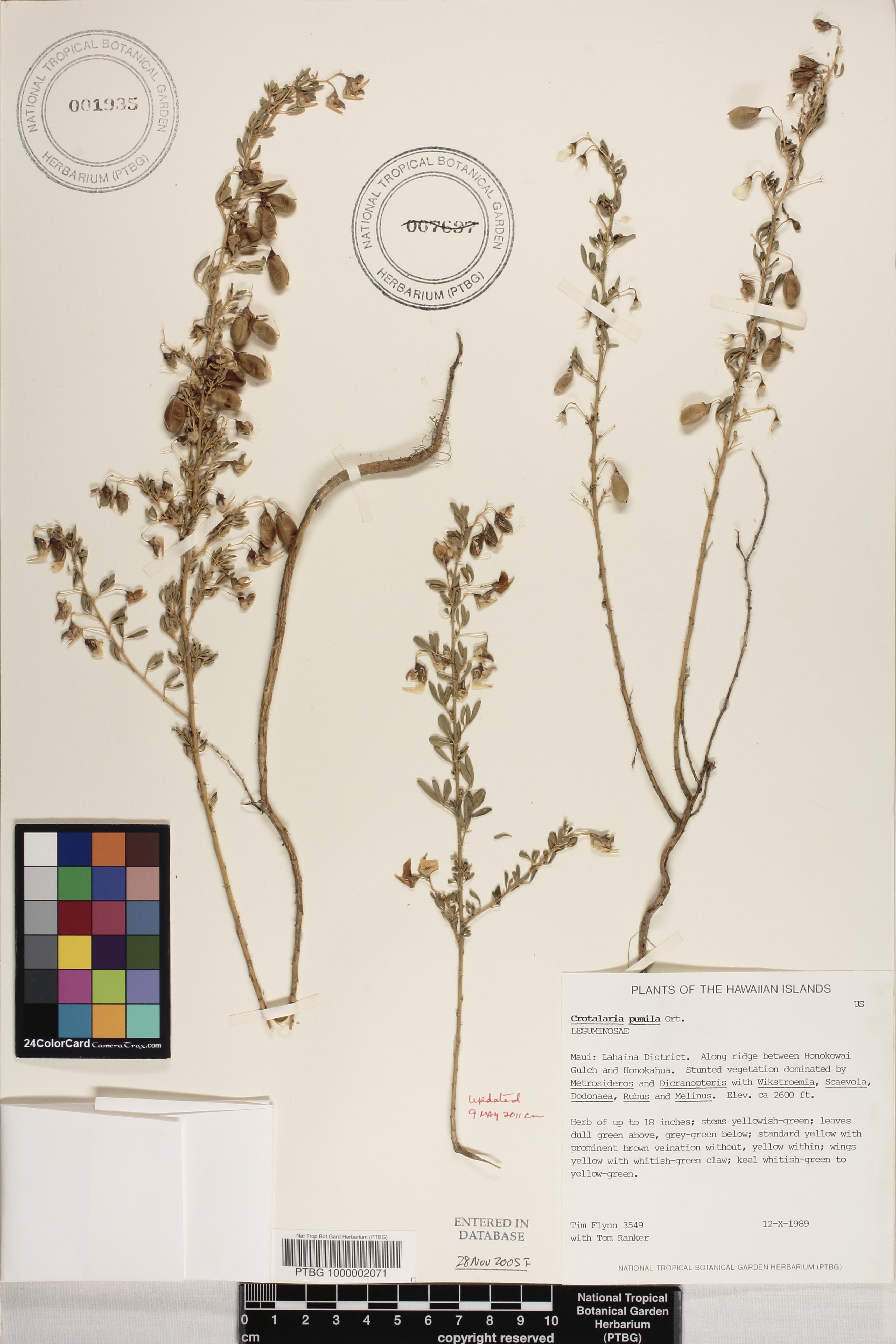 Crotalaria pumila image