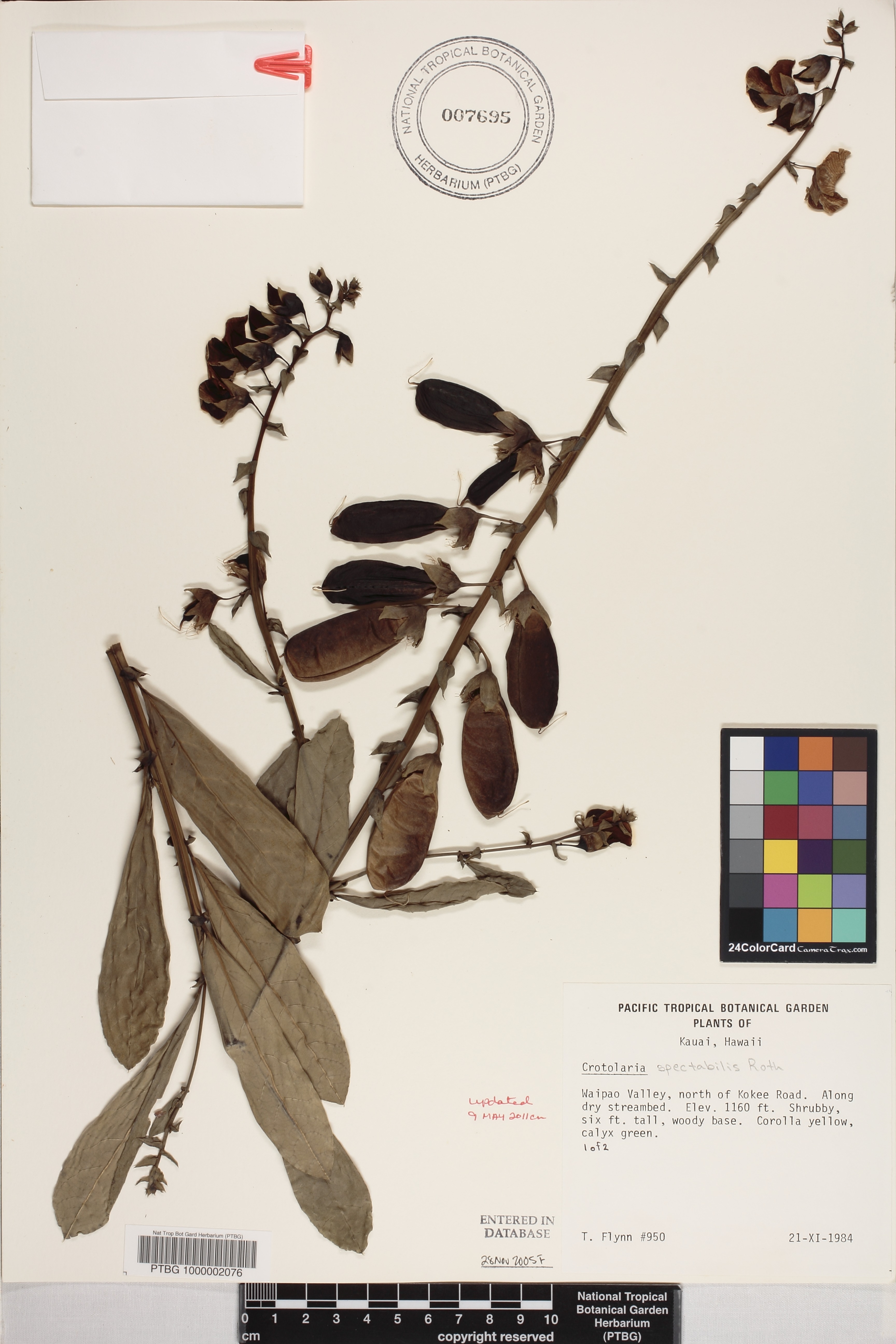 Crotalaria image
