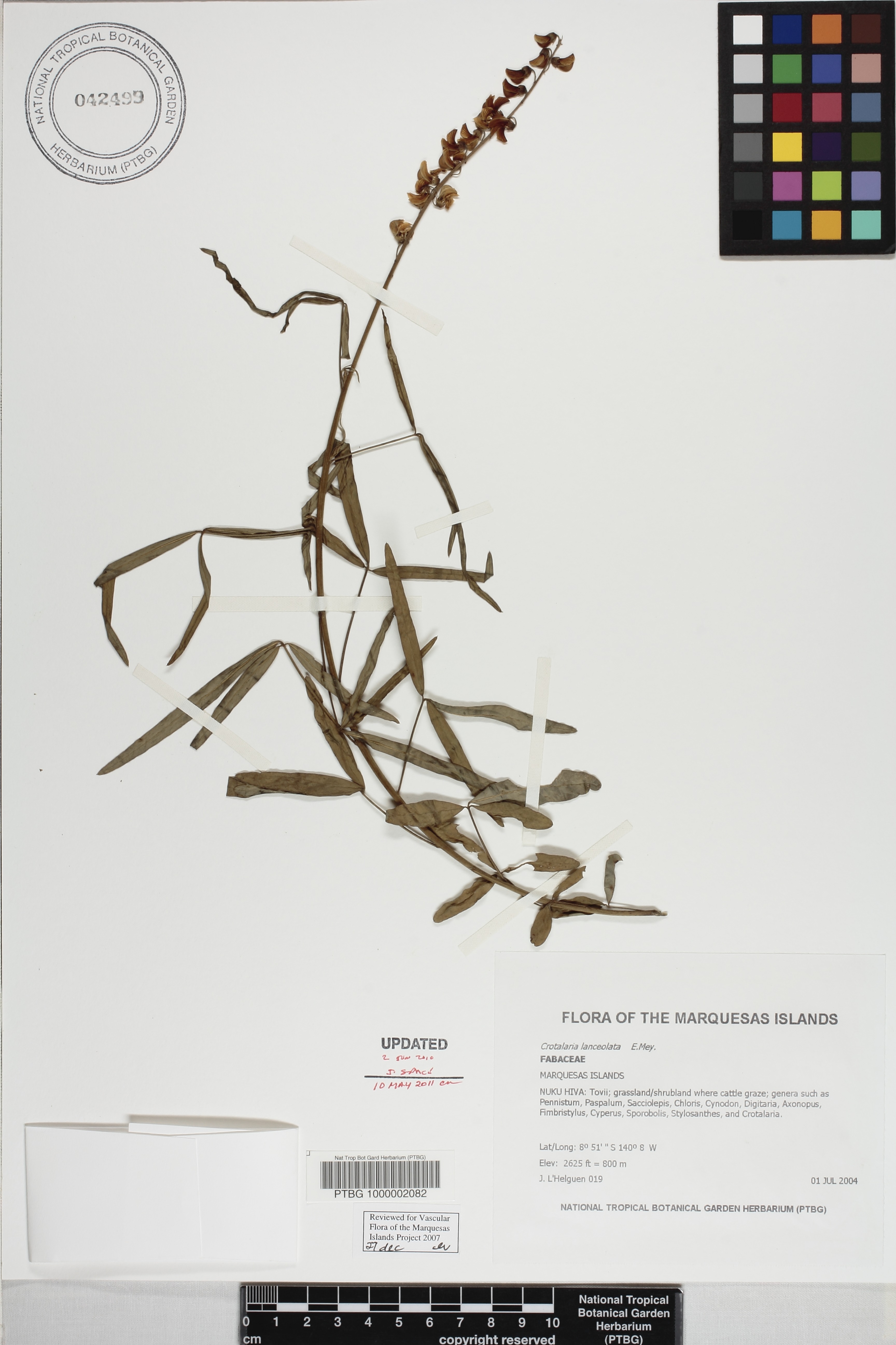 Crotalaria lanceolata image