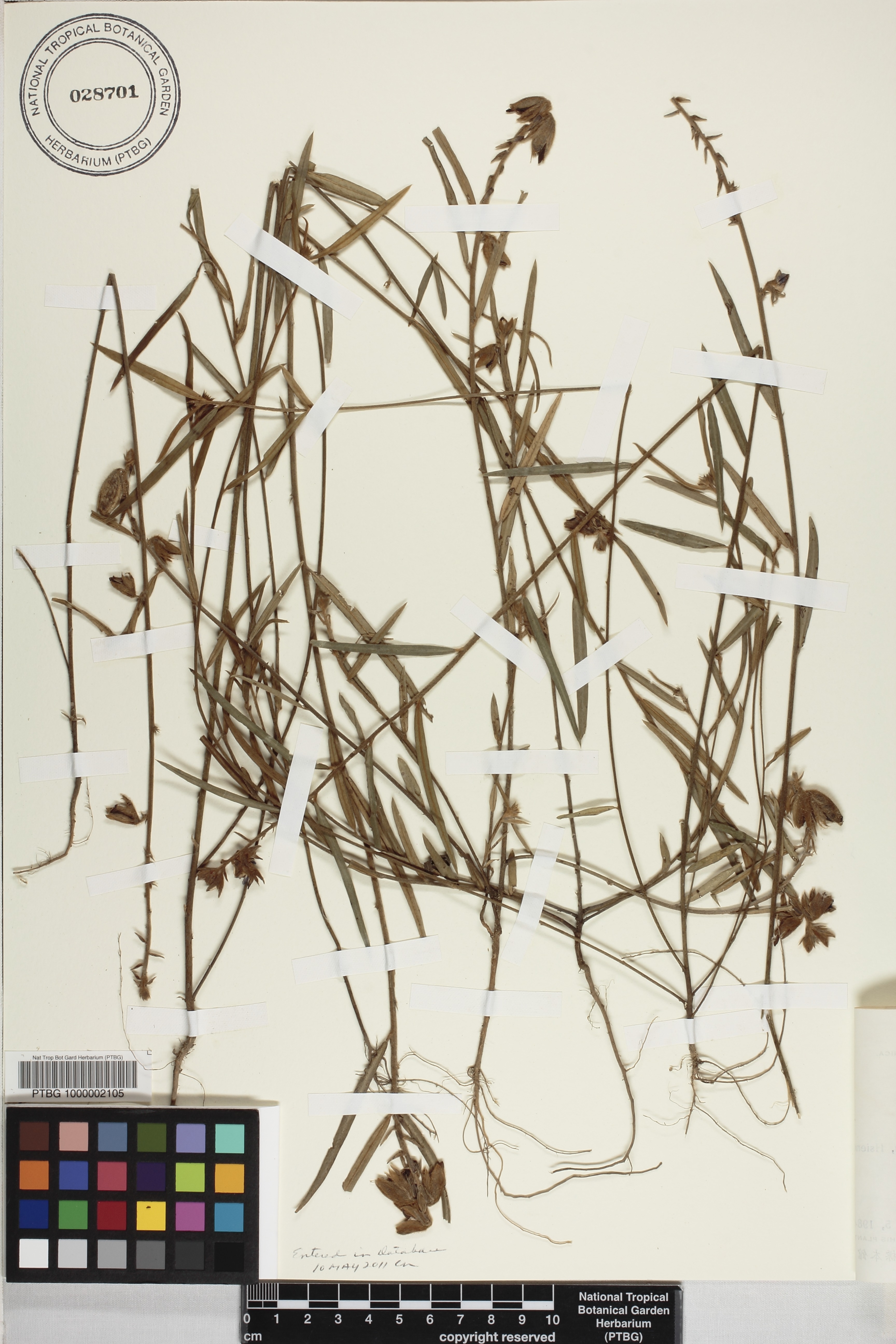Crotalaria sessiliflora image