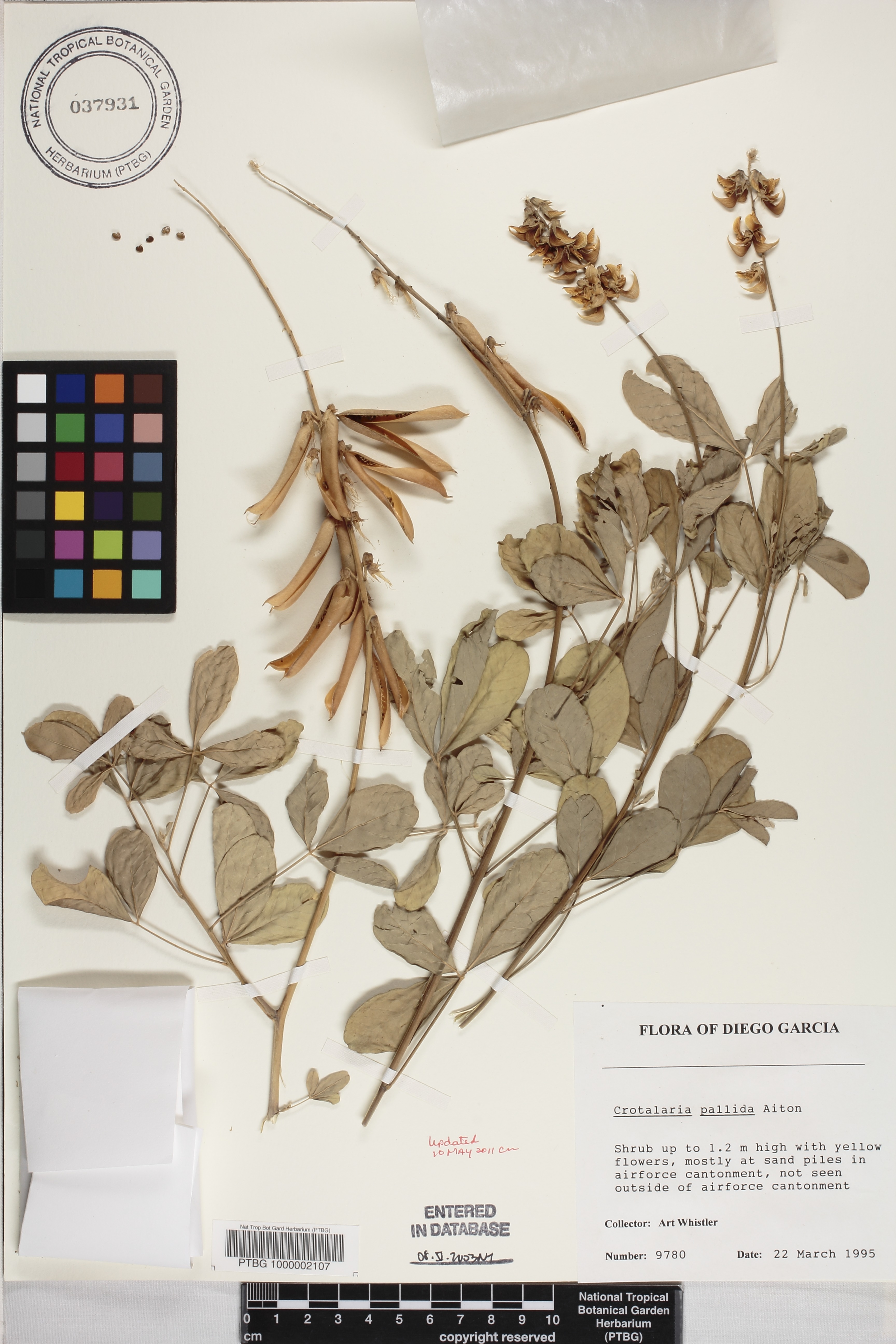 Crotalaria pallida image