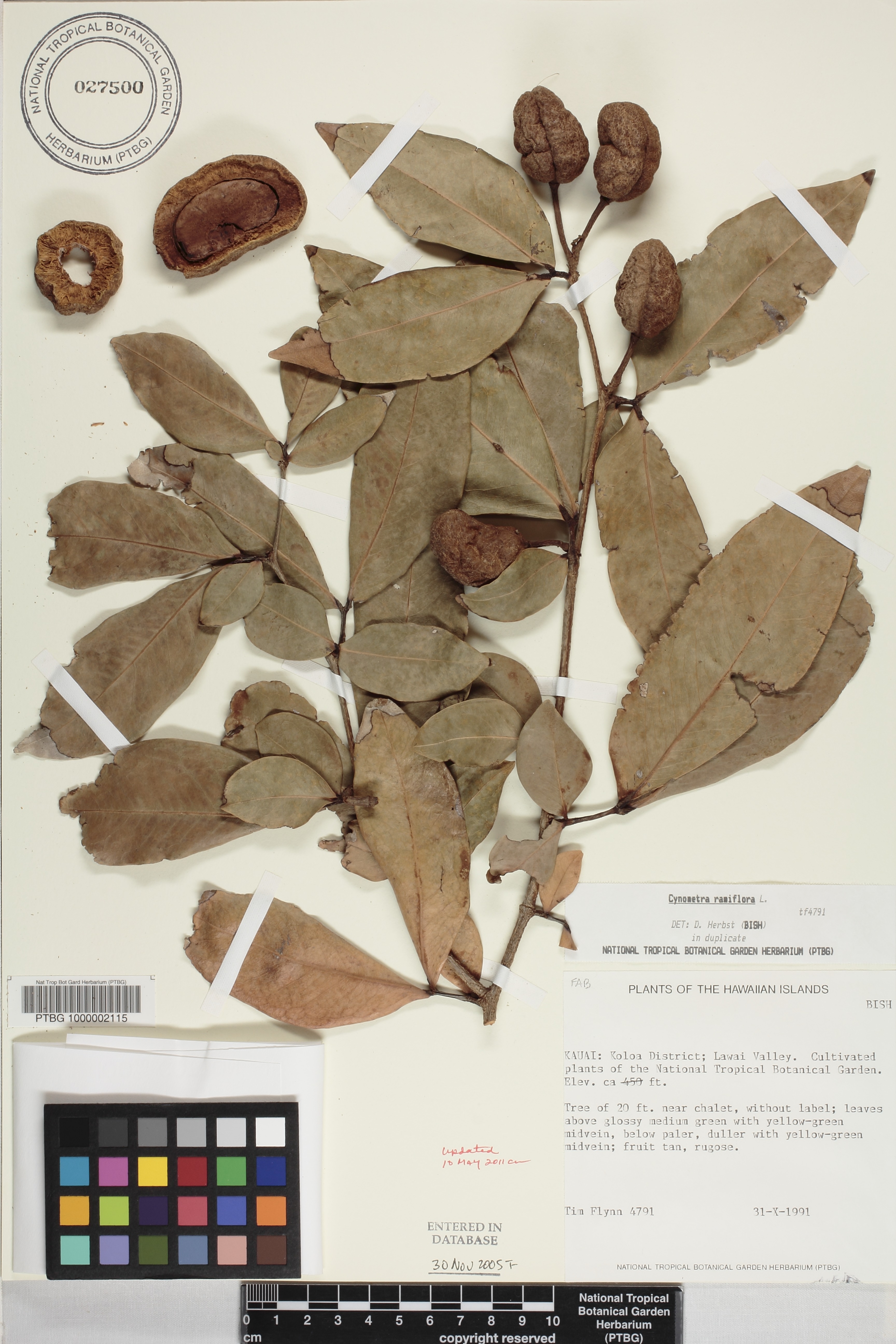 Cynometra ramiflora image