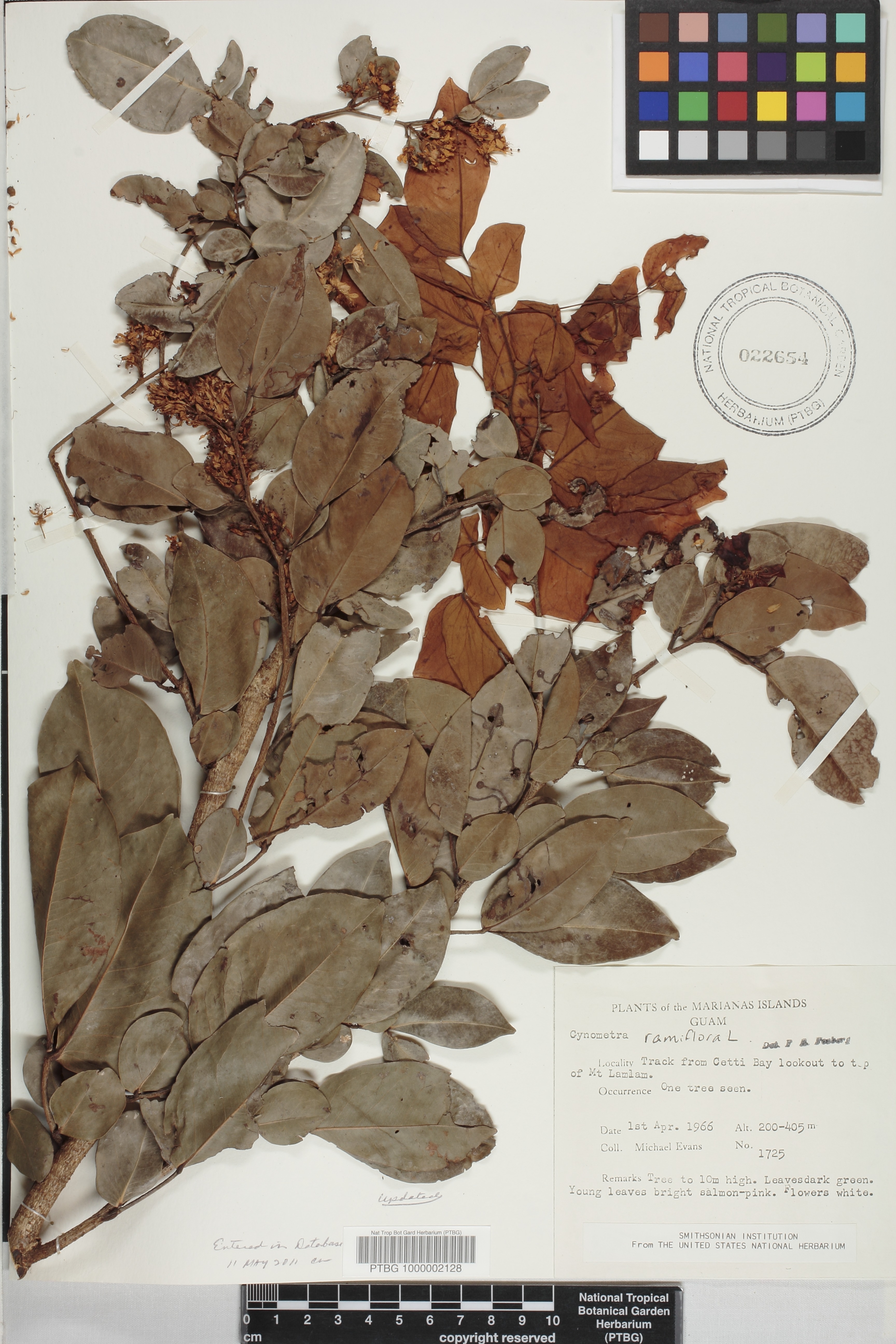 Cynometra ramiflora image