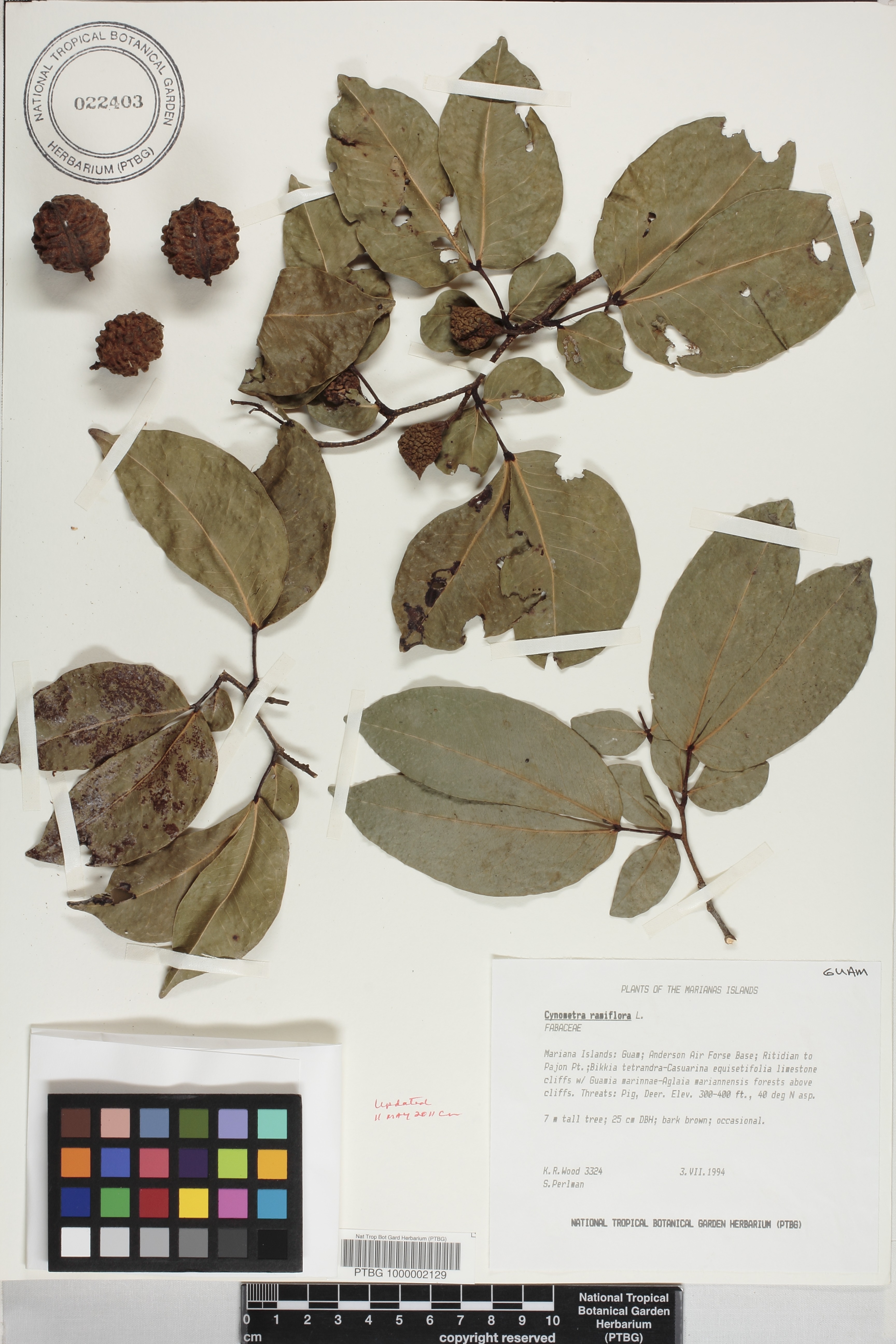 Cynometra ramiflora image