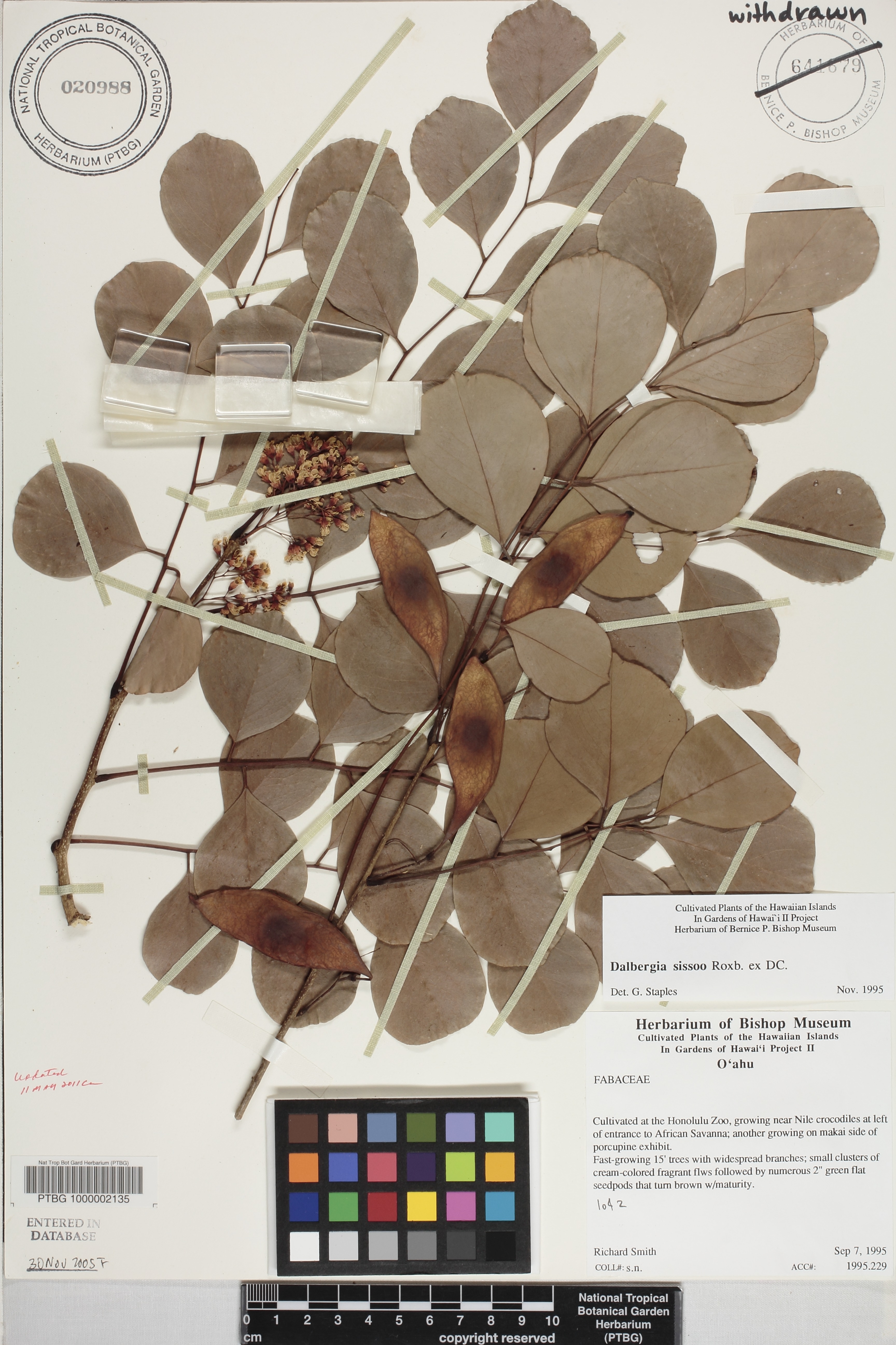 Dalbergia image