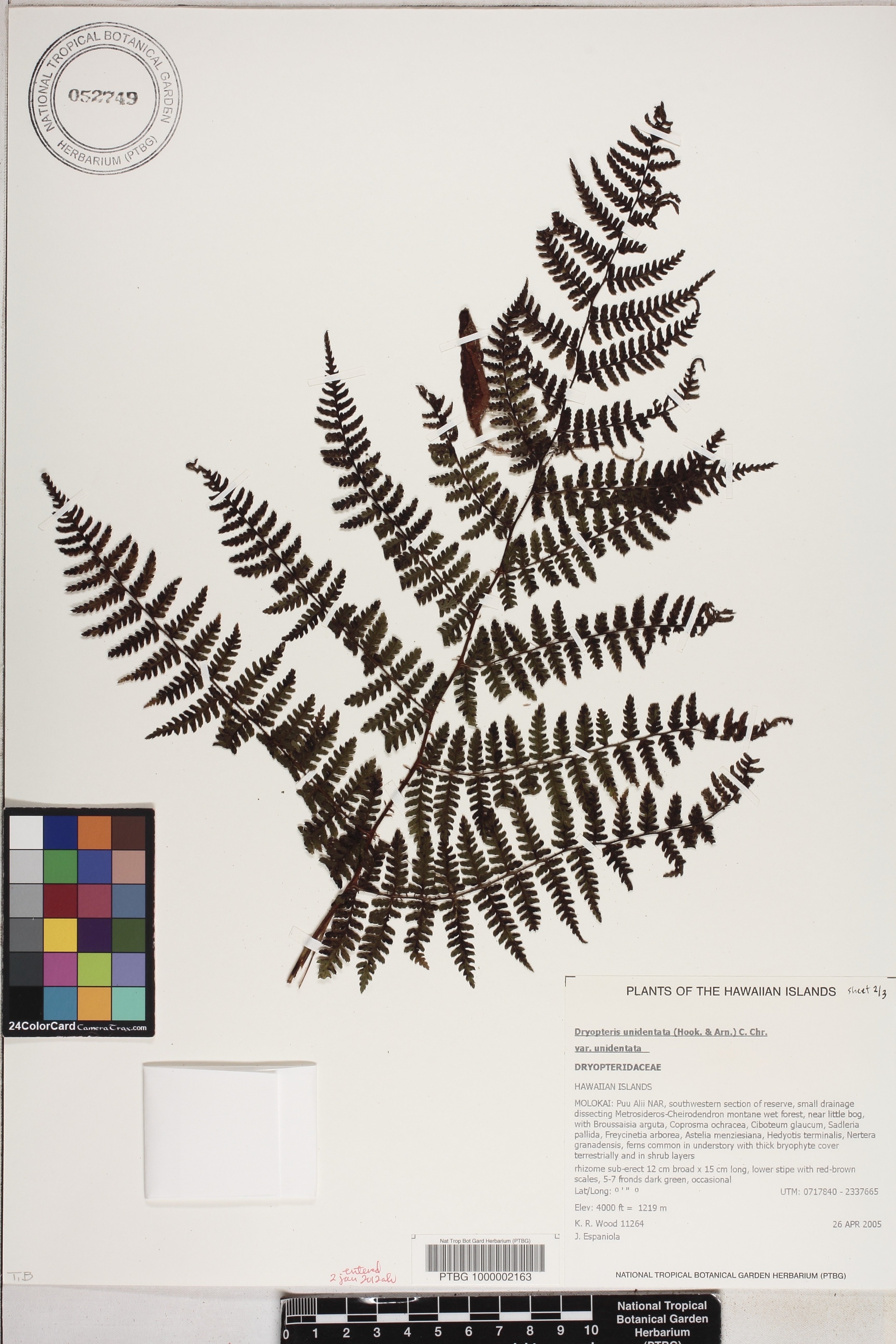 Dryopteris unidentata var. unidentata image