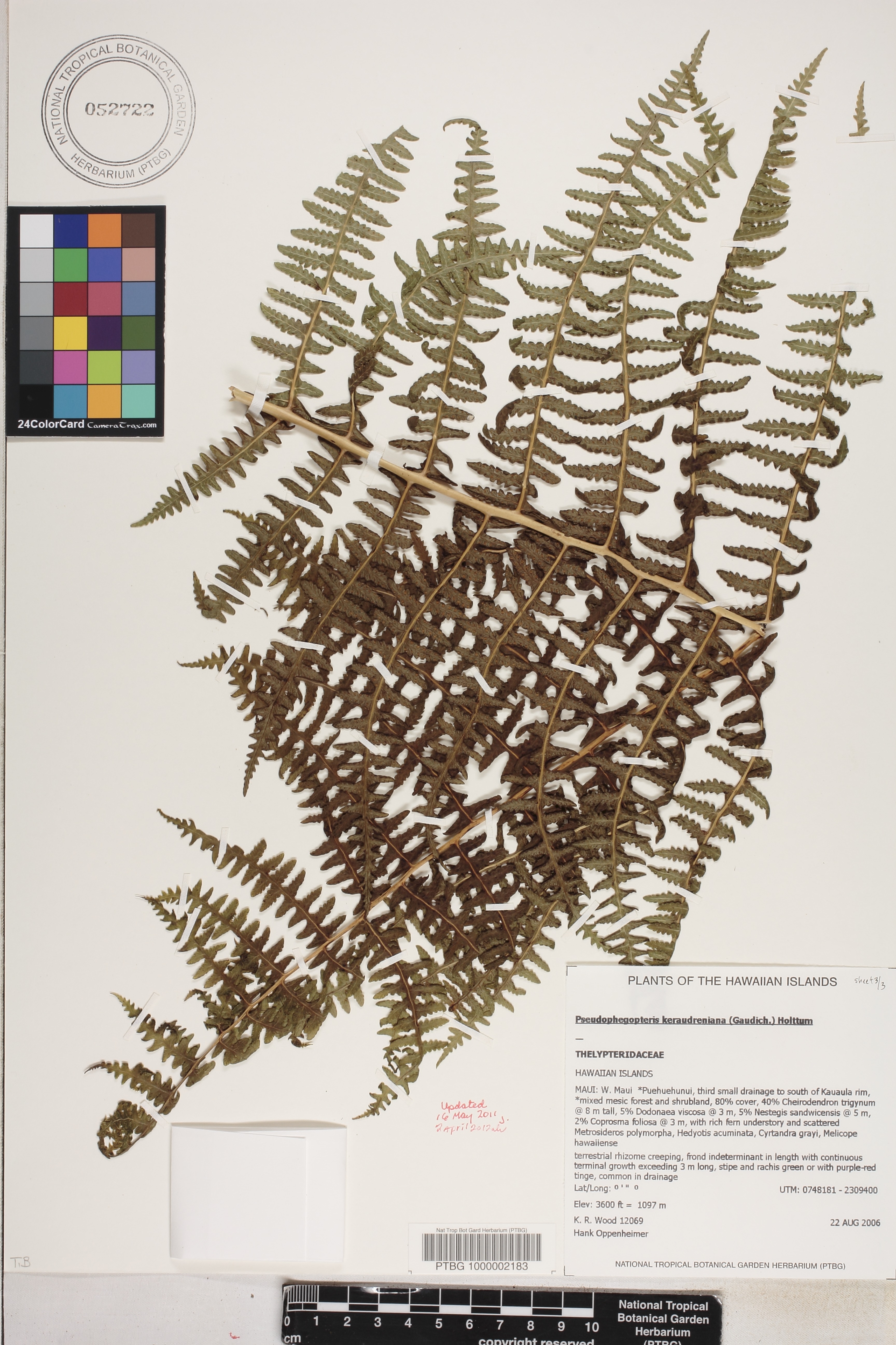 Pseudophegopteris image