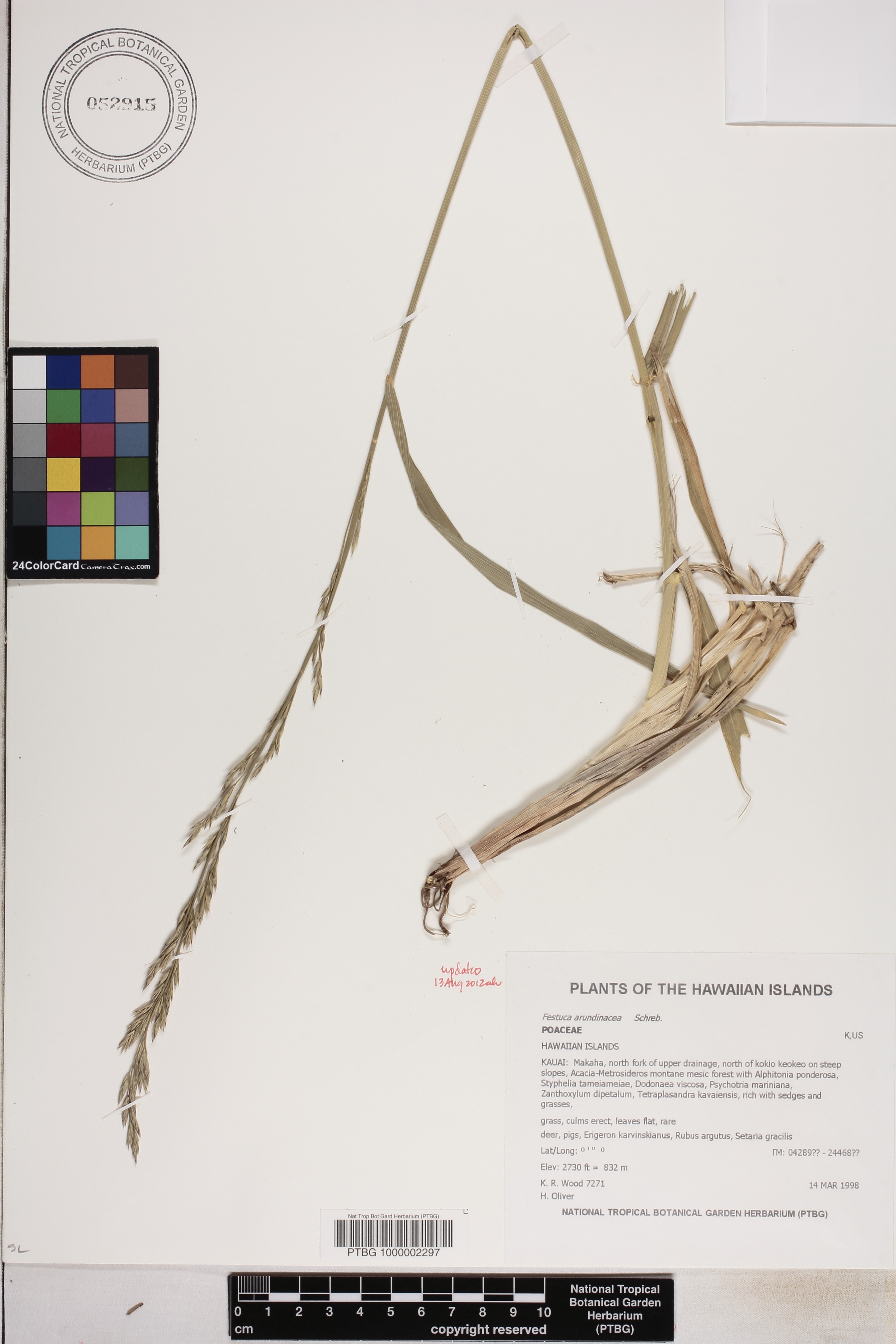 Schedonorus arundinaceus image