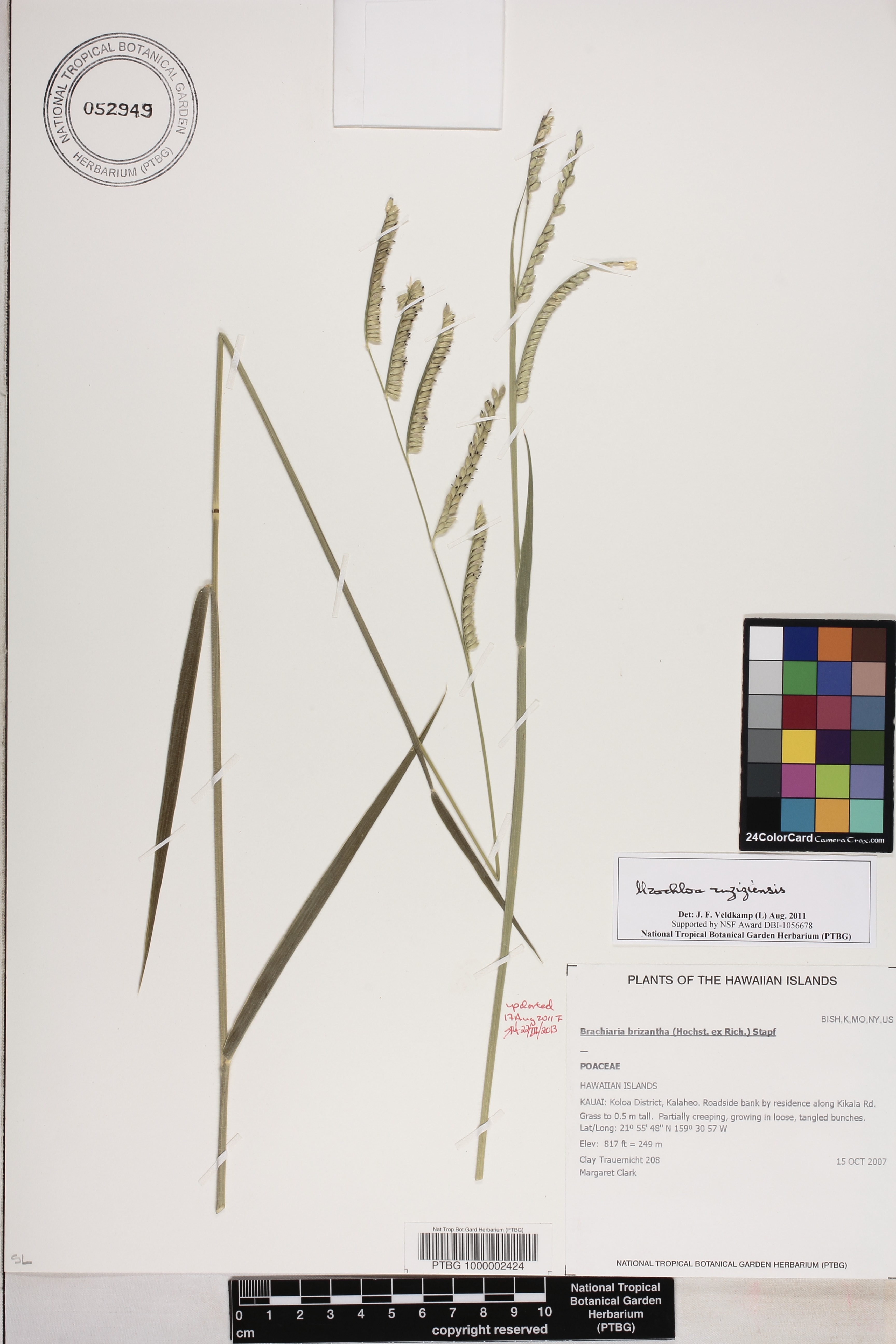 Urochloa decumbens image