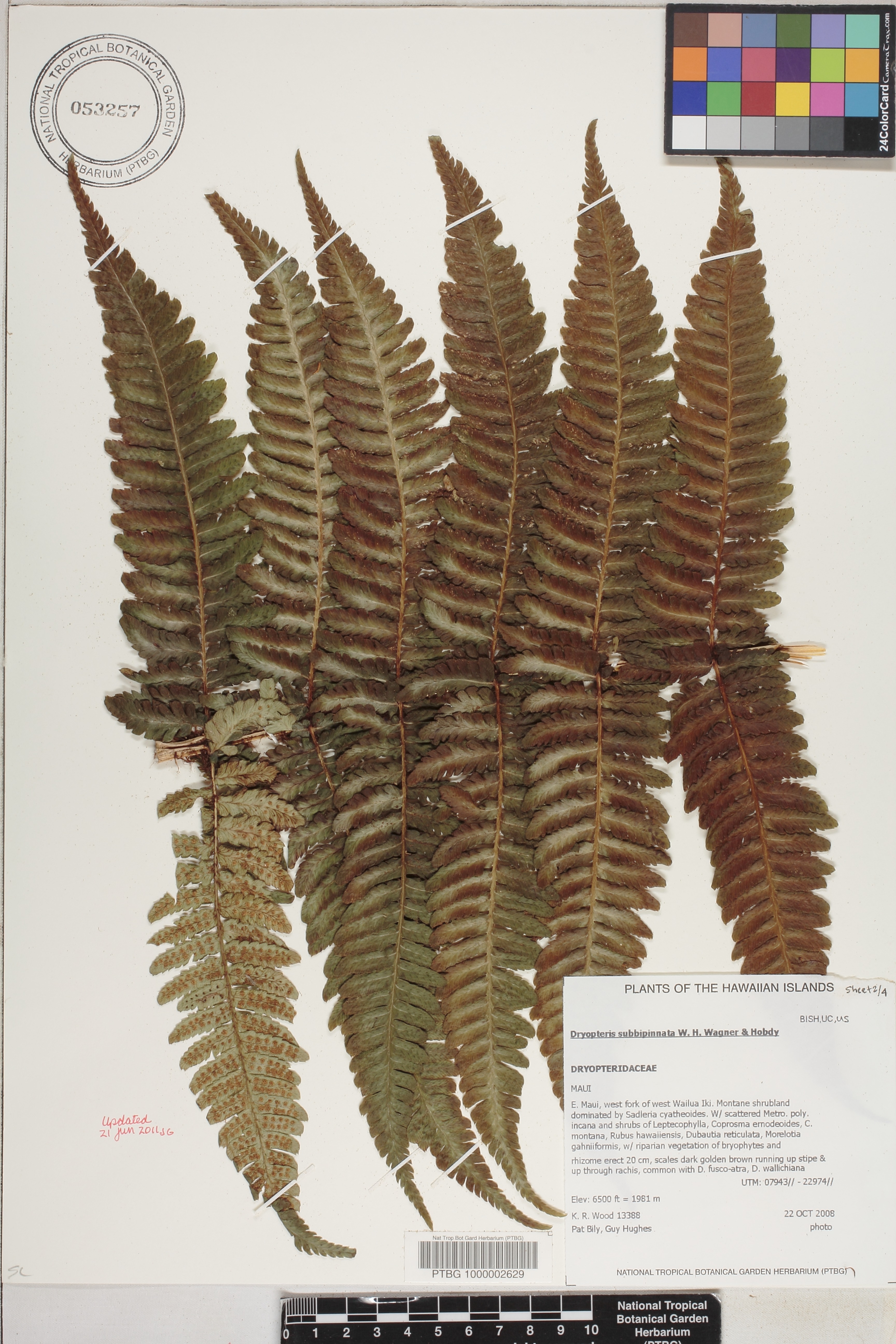 Dryopteris subbipinnata image