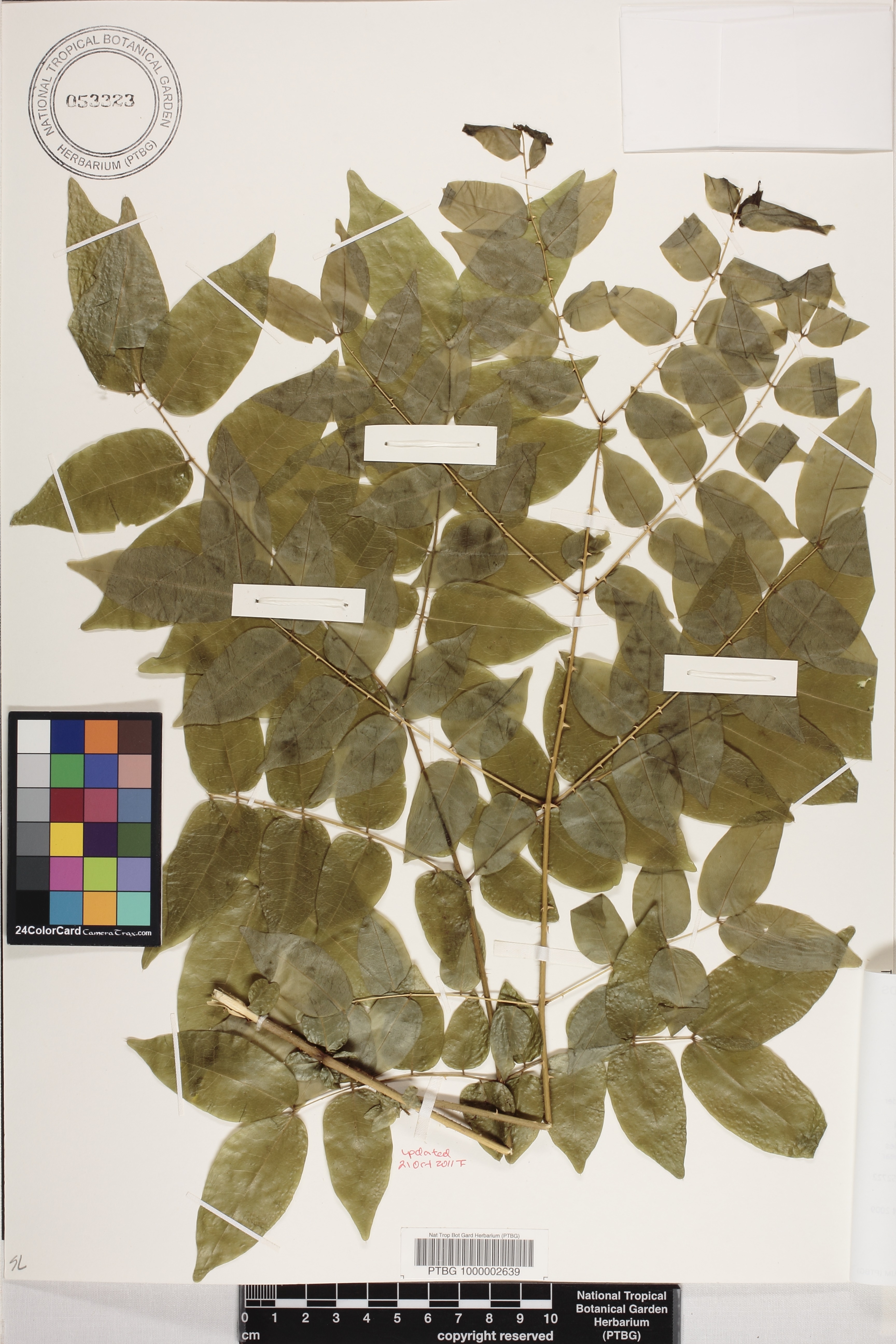 Caesalpinia bonduc image