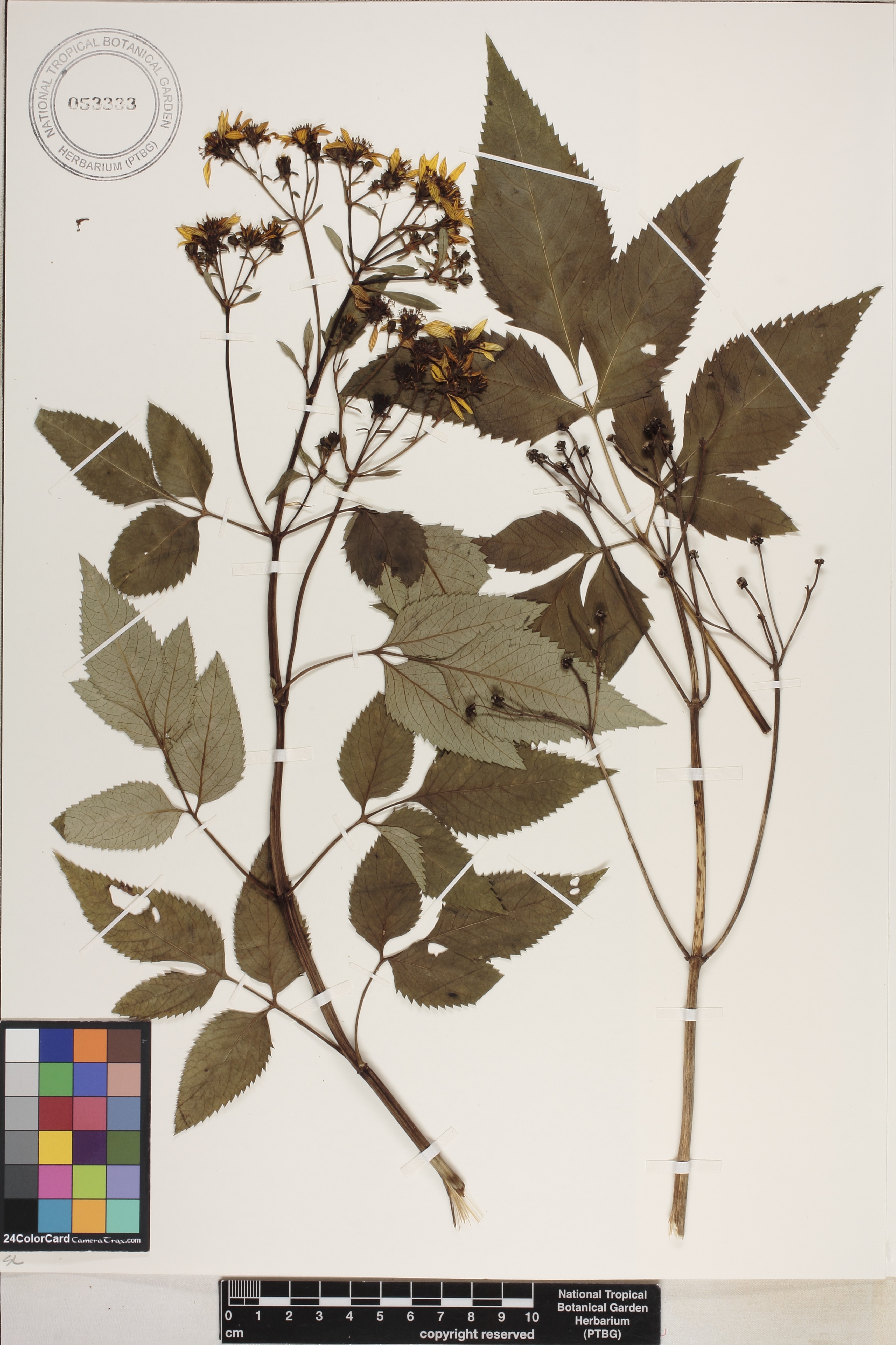 Bidens campylotheca subsp. pentamera image
