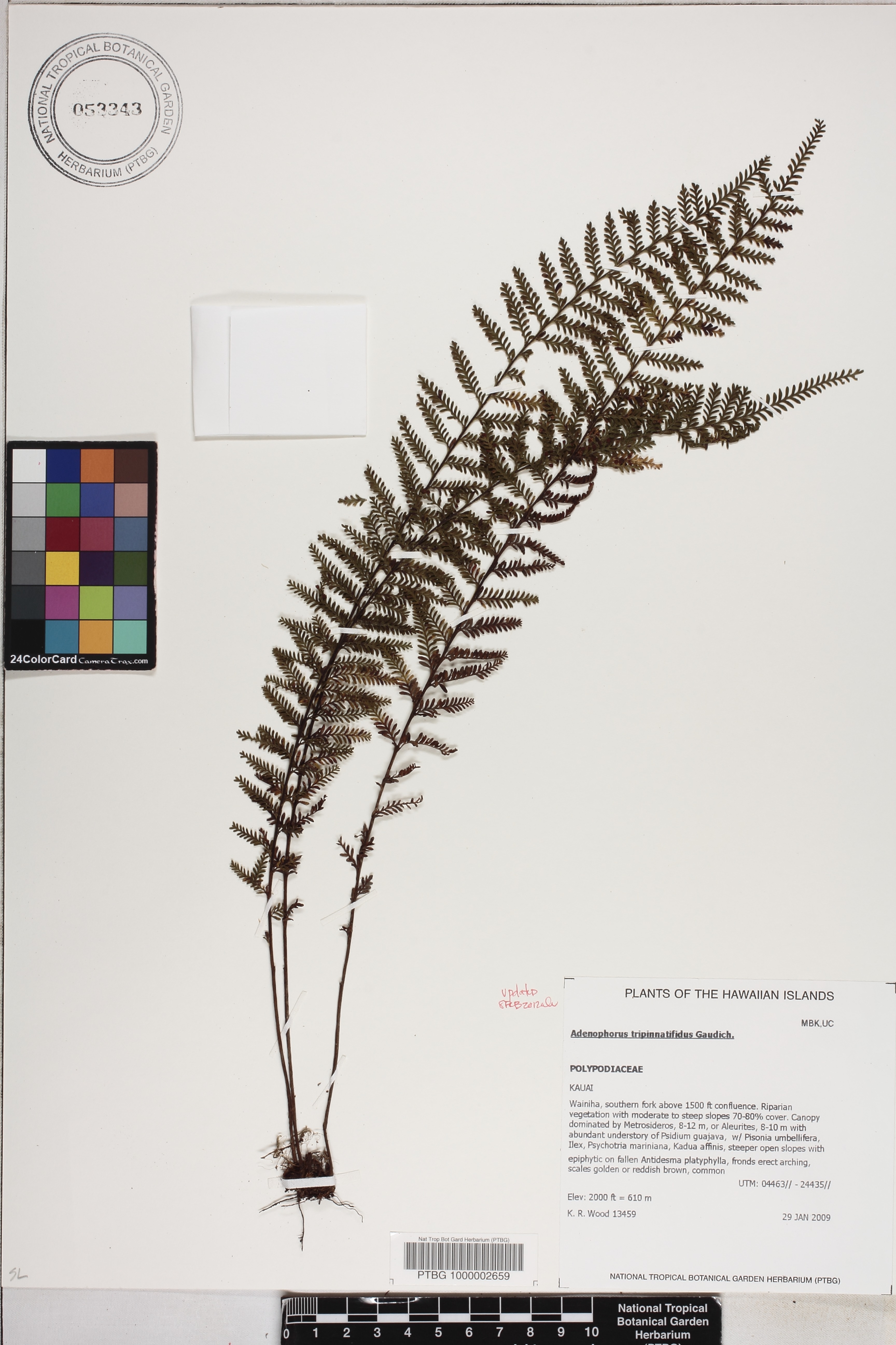Adenophorus tamariscinus image