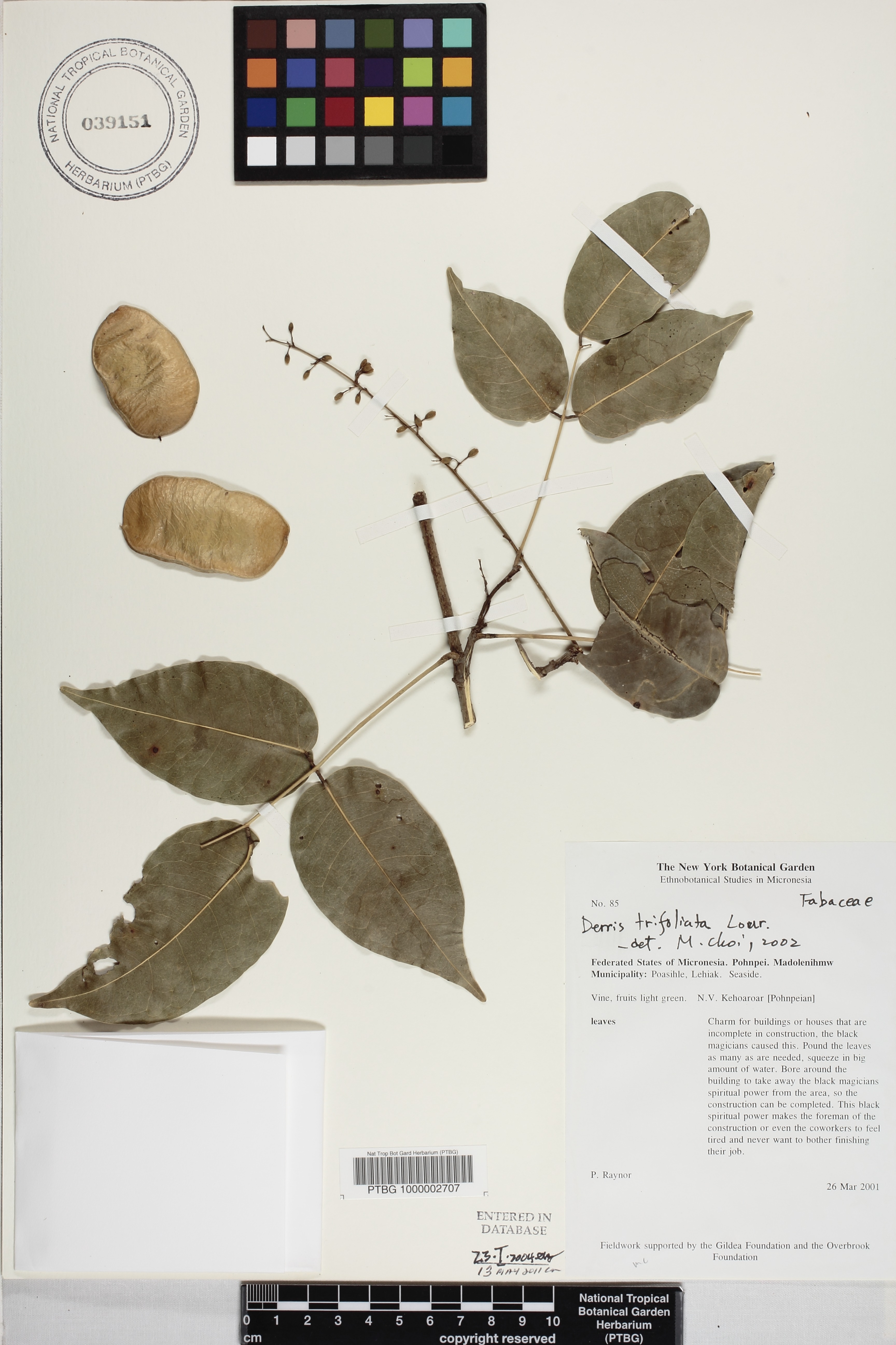 Derris trifoliata image