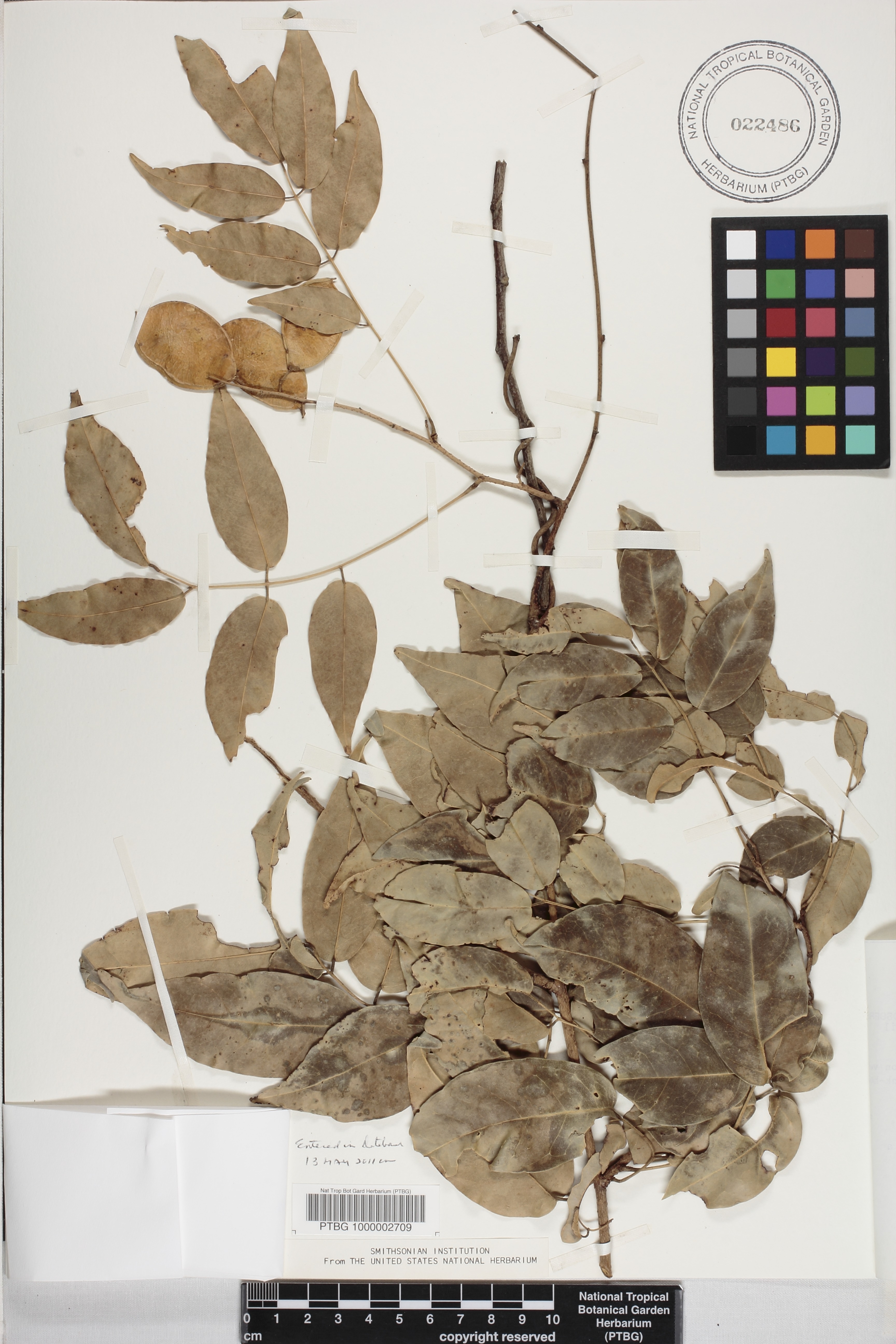 Derris trifoliata image