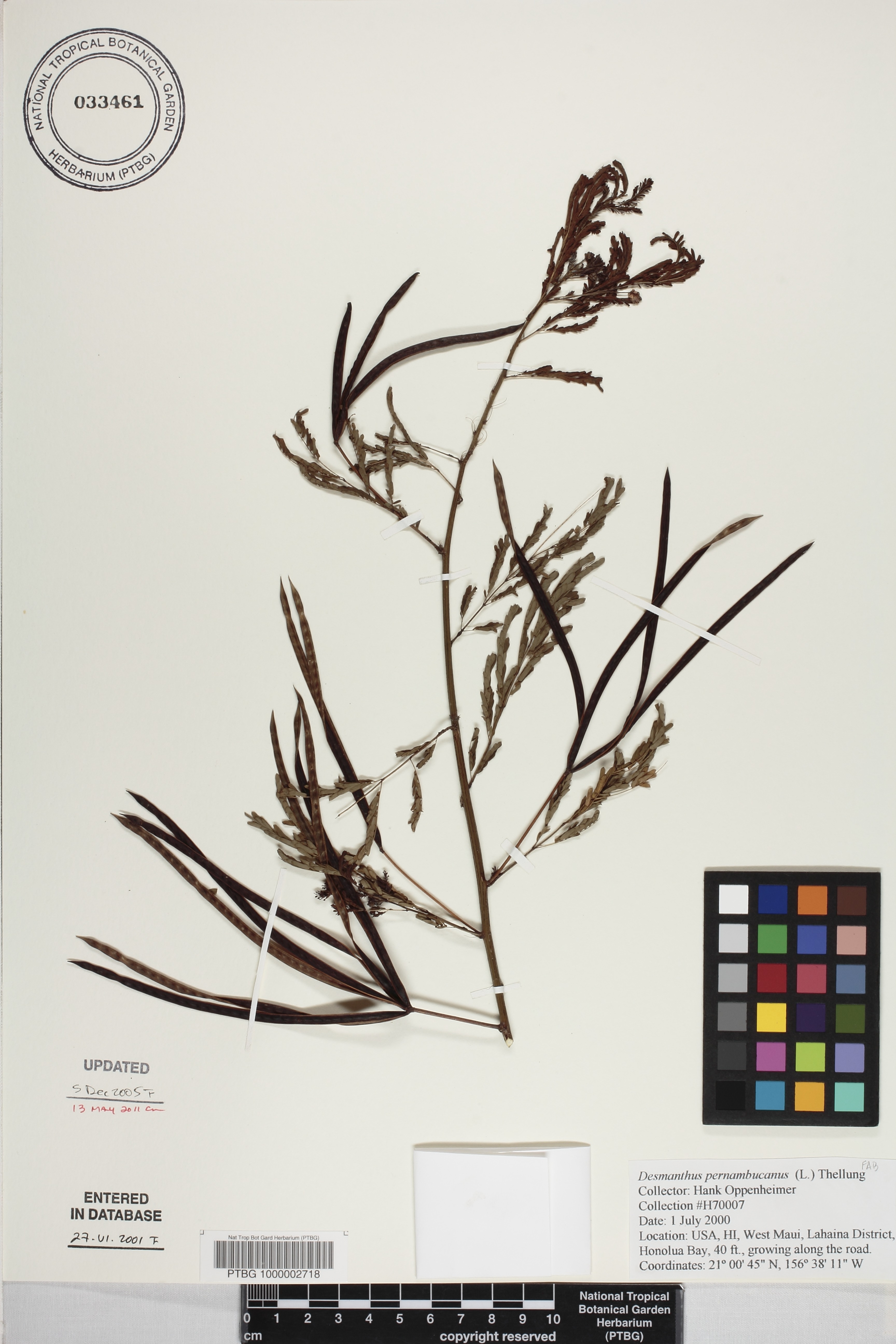 Desmanthus pernambucanus image