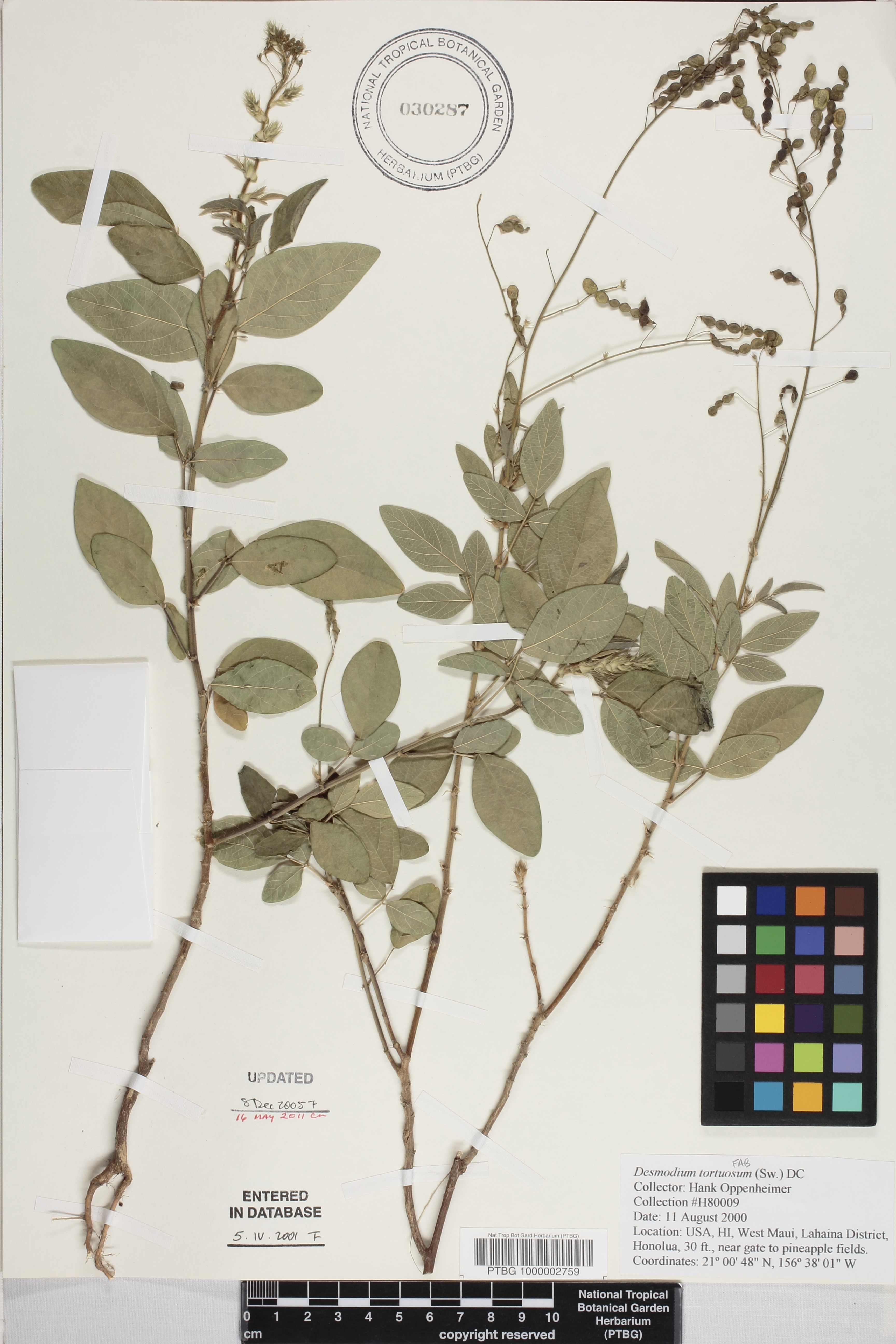 Desmodium tortuosum image