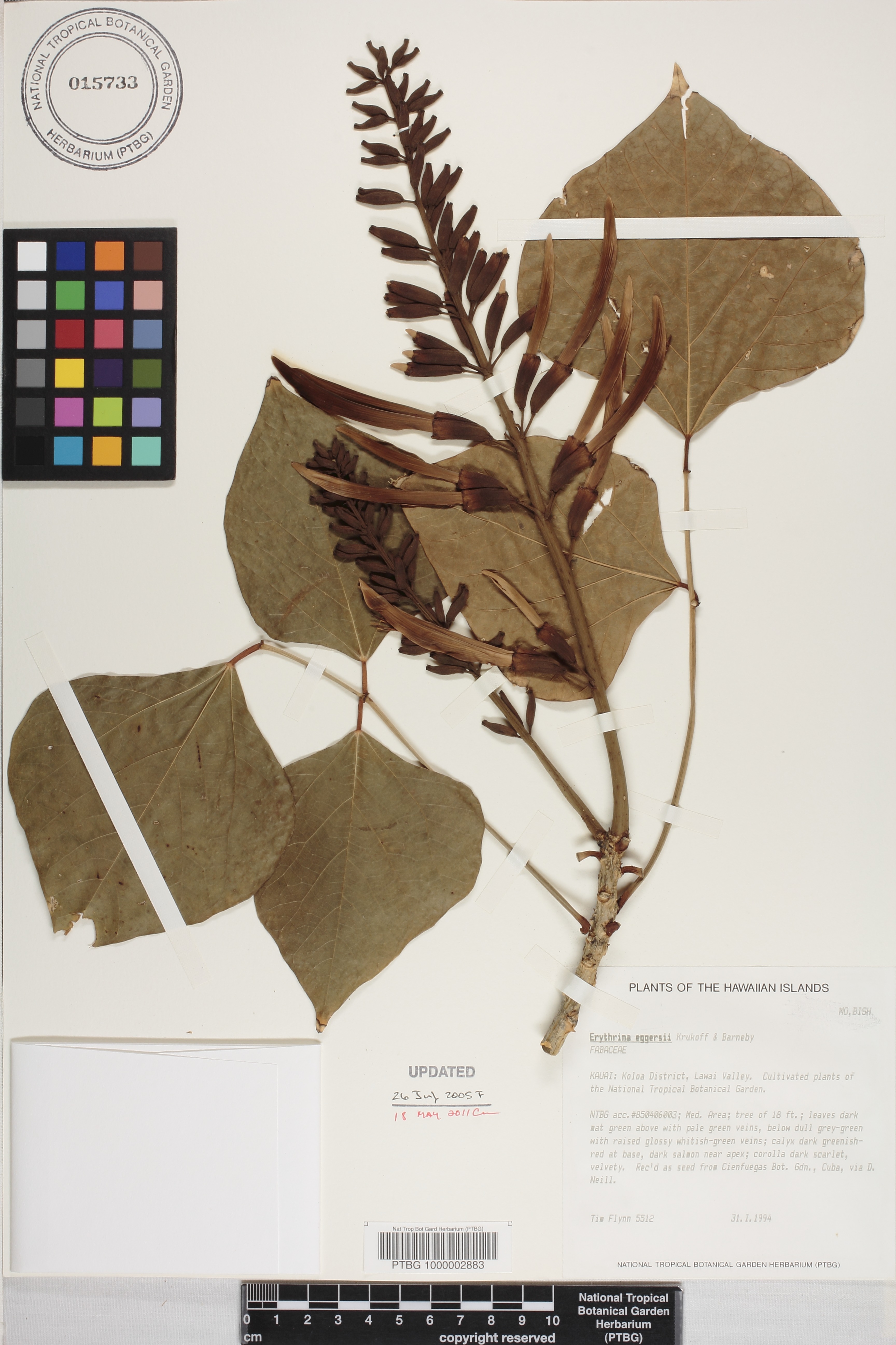 Erythrina eggersii image