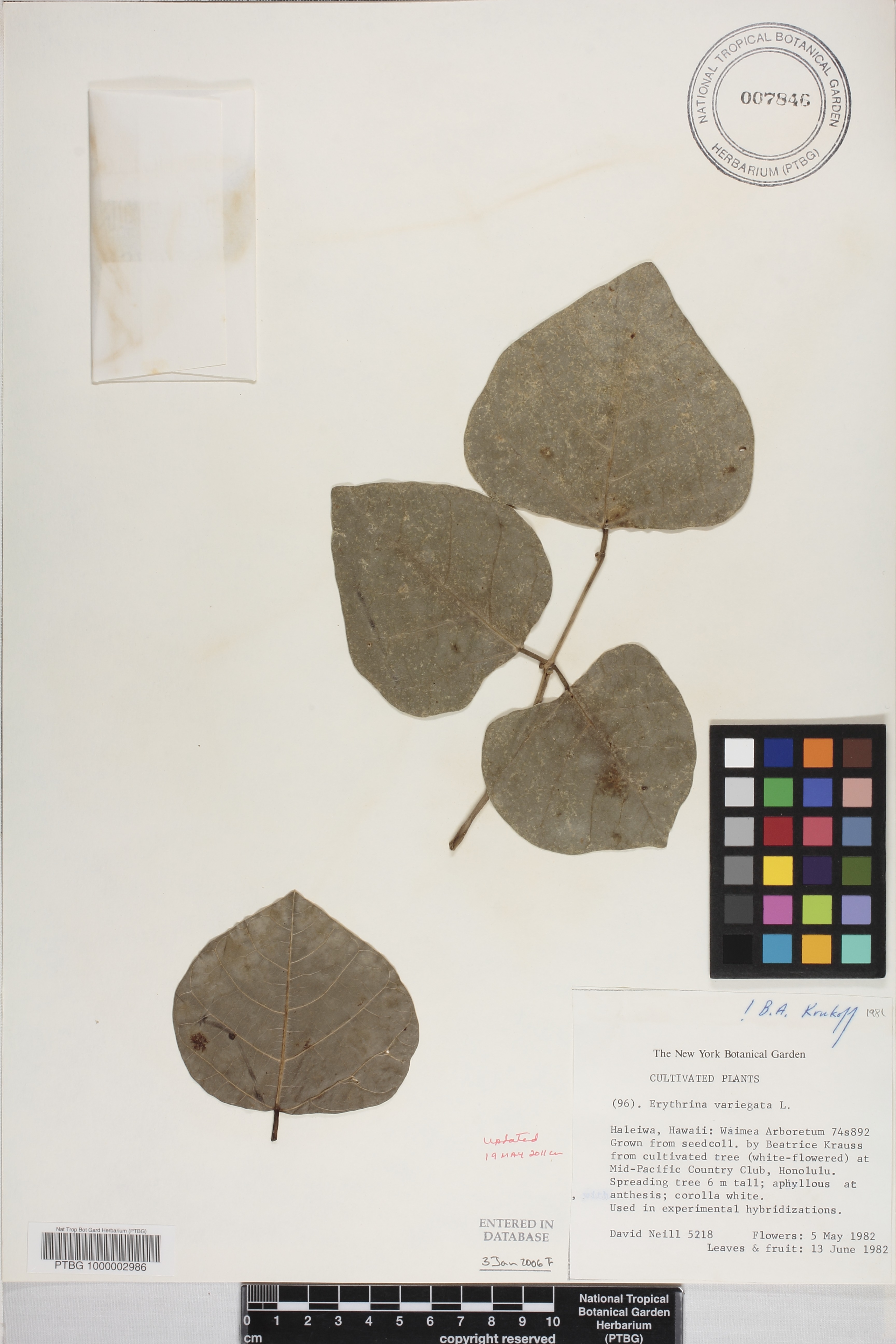 Erythrina variegata image