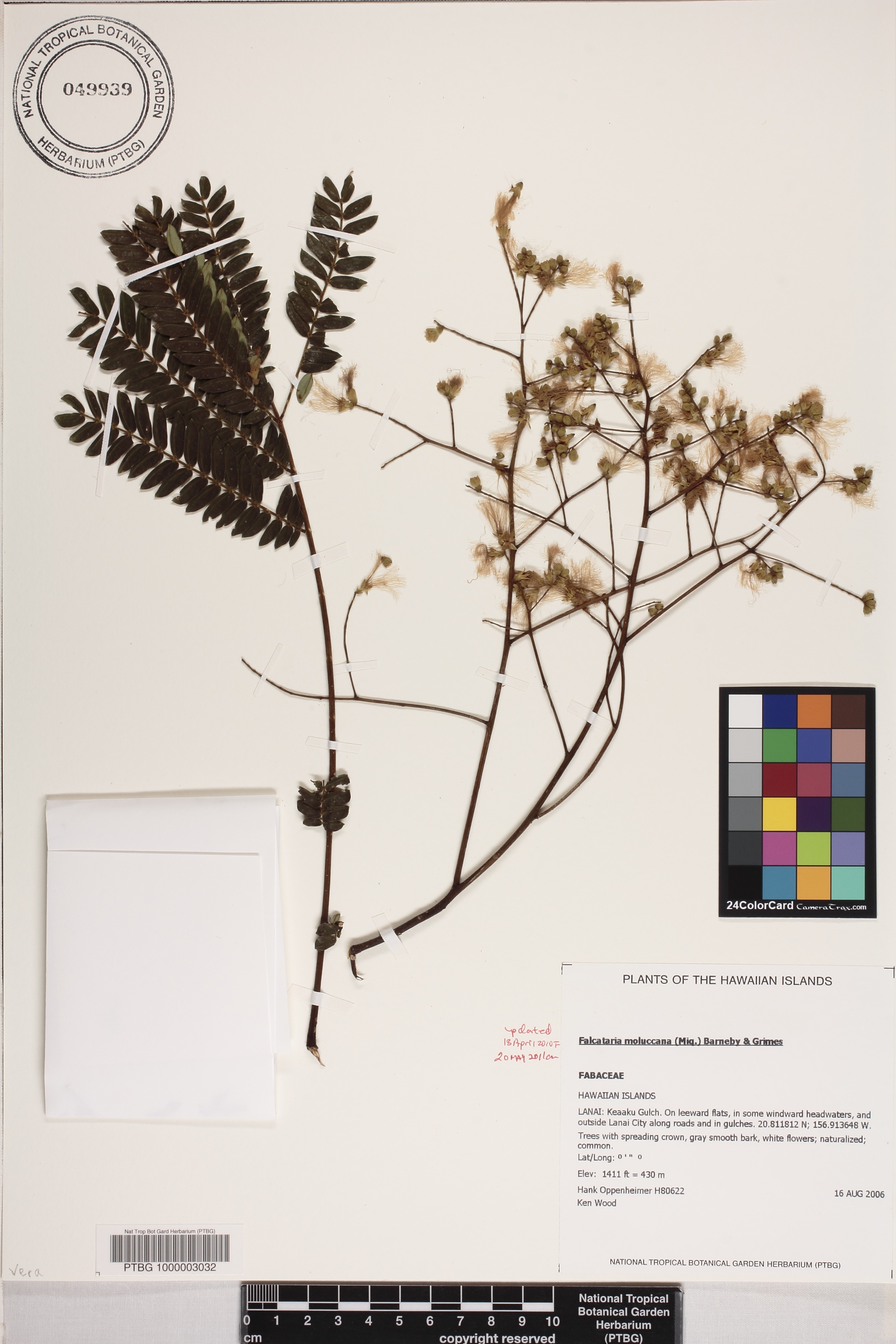Falcataria image