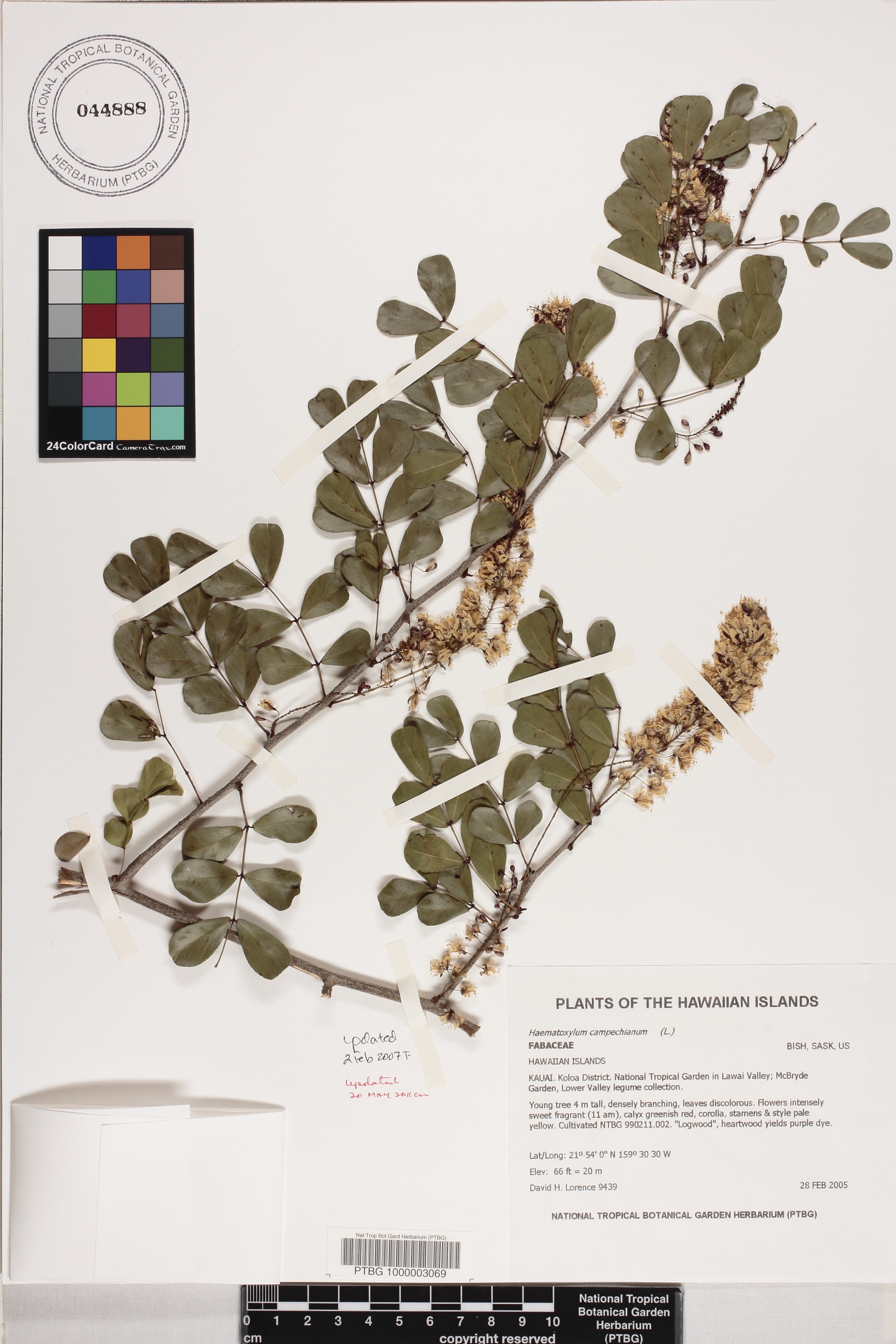 Haematoxylum campechianum image