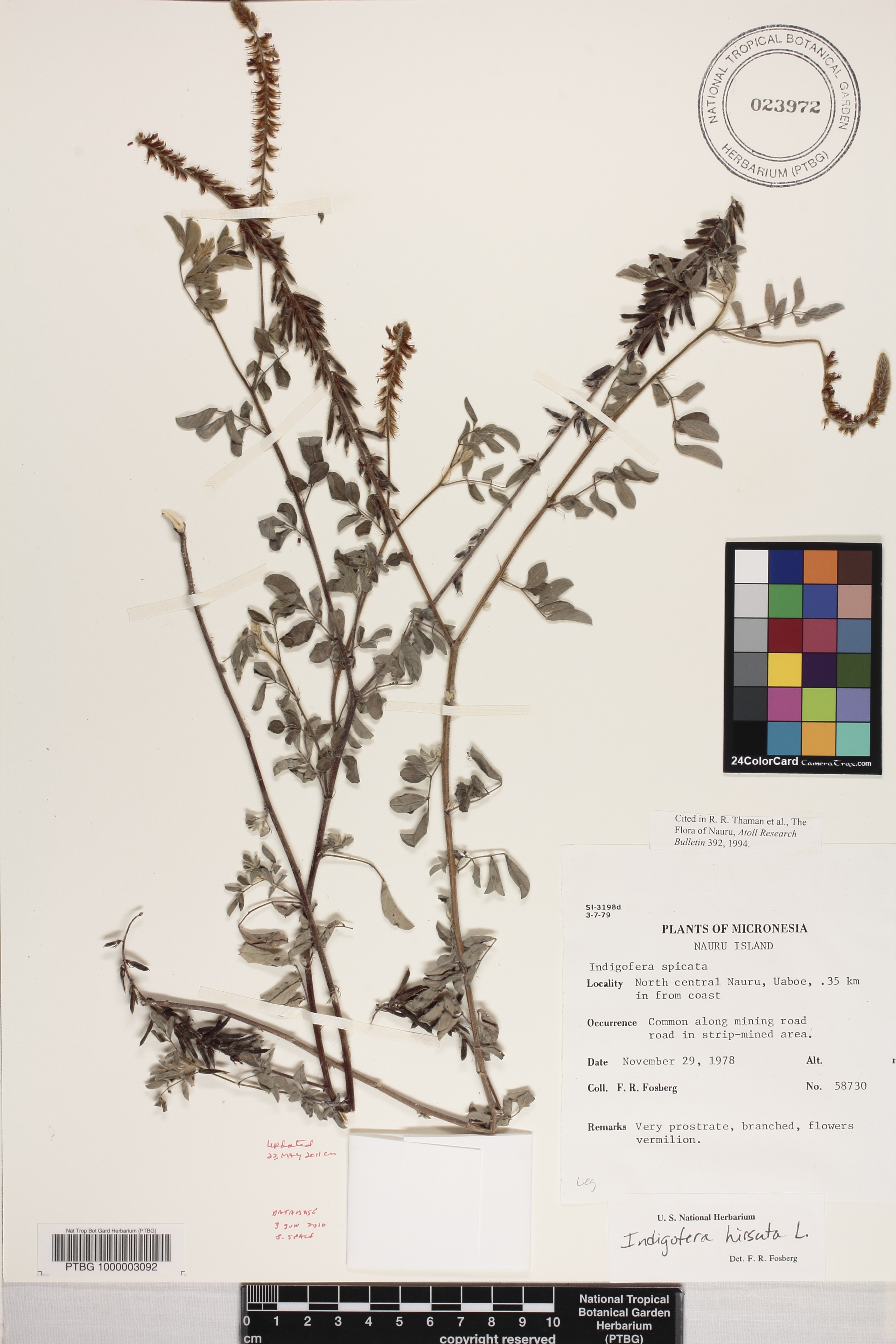 Indigofera hirsuta image
