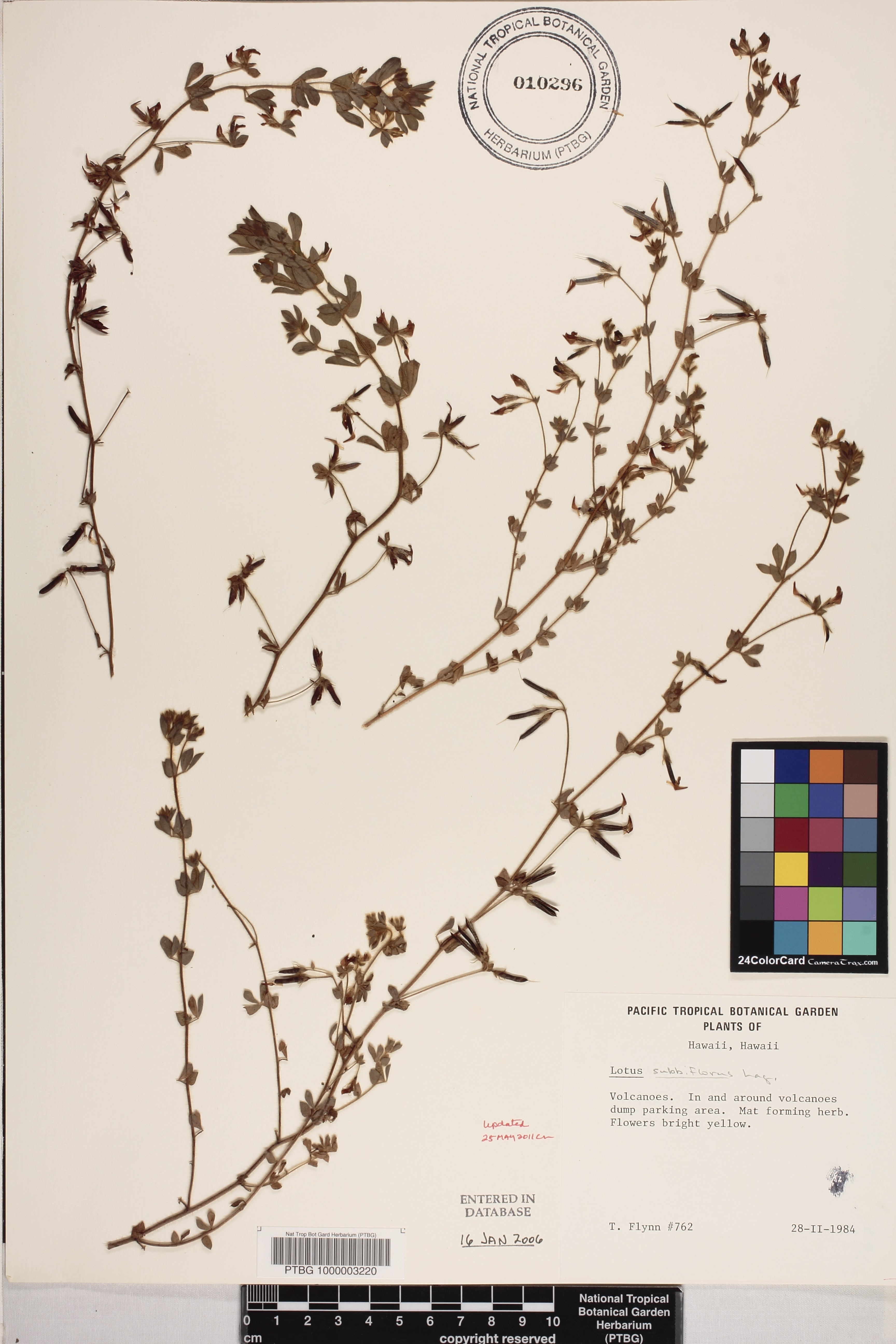 Lotus subbiflorus image
