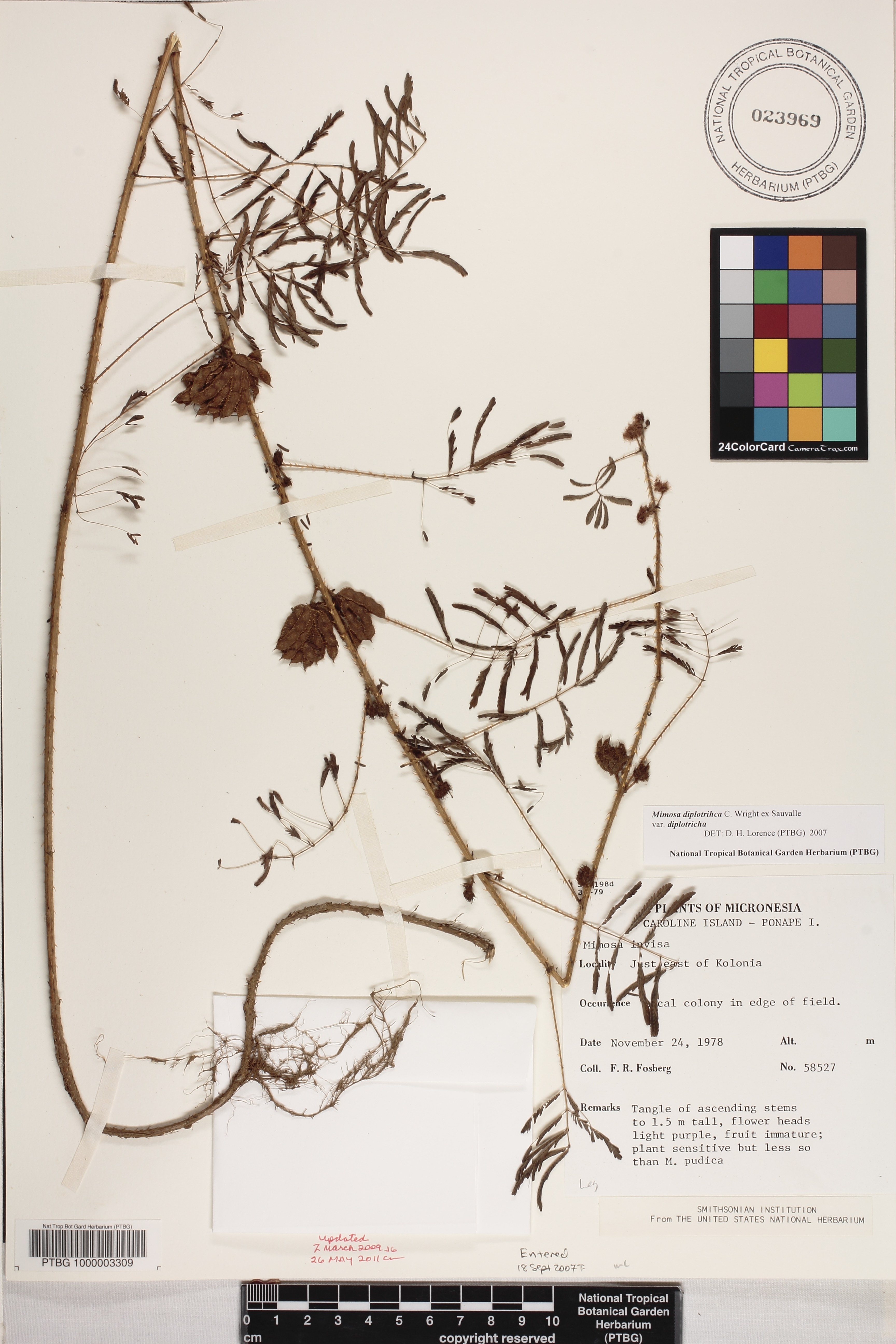 Mimosa diplotricha image