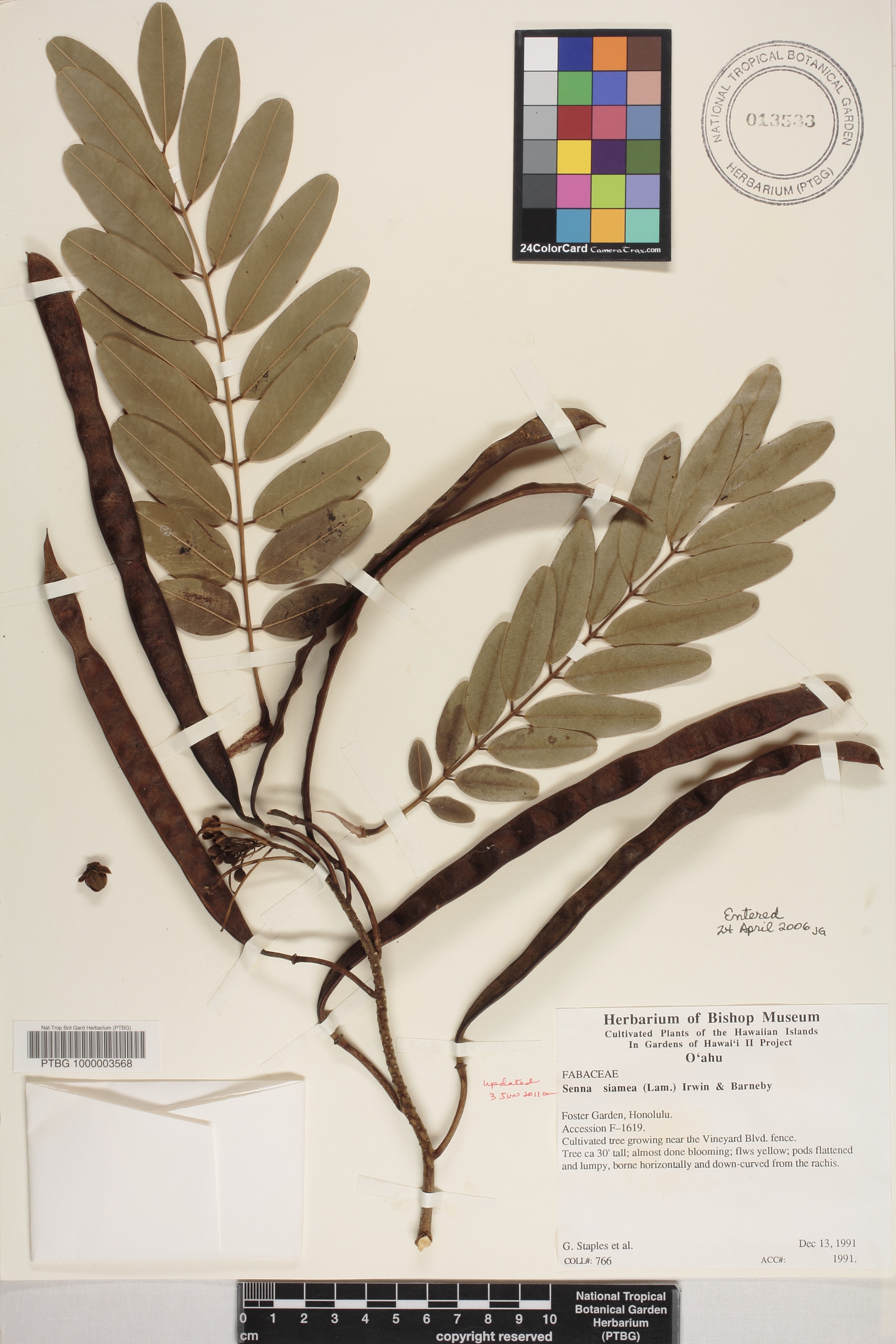 Senna siamea image