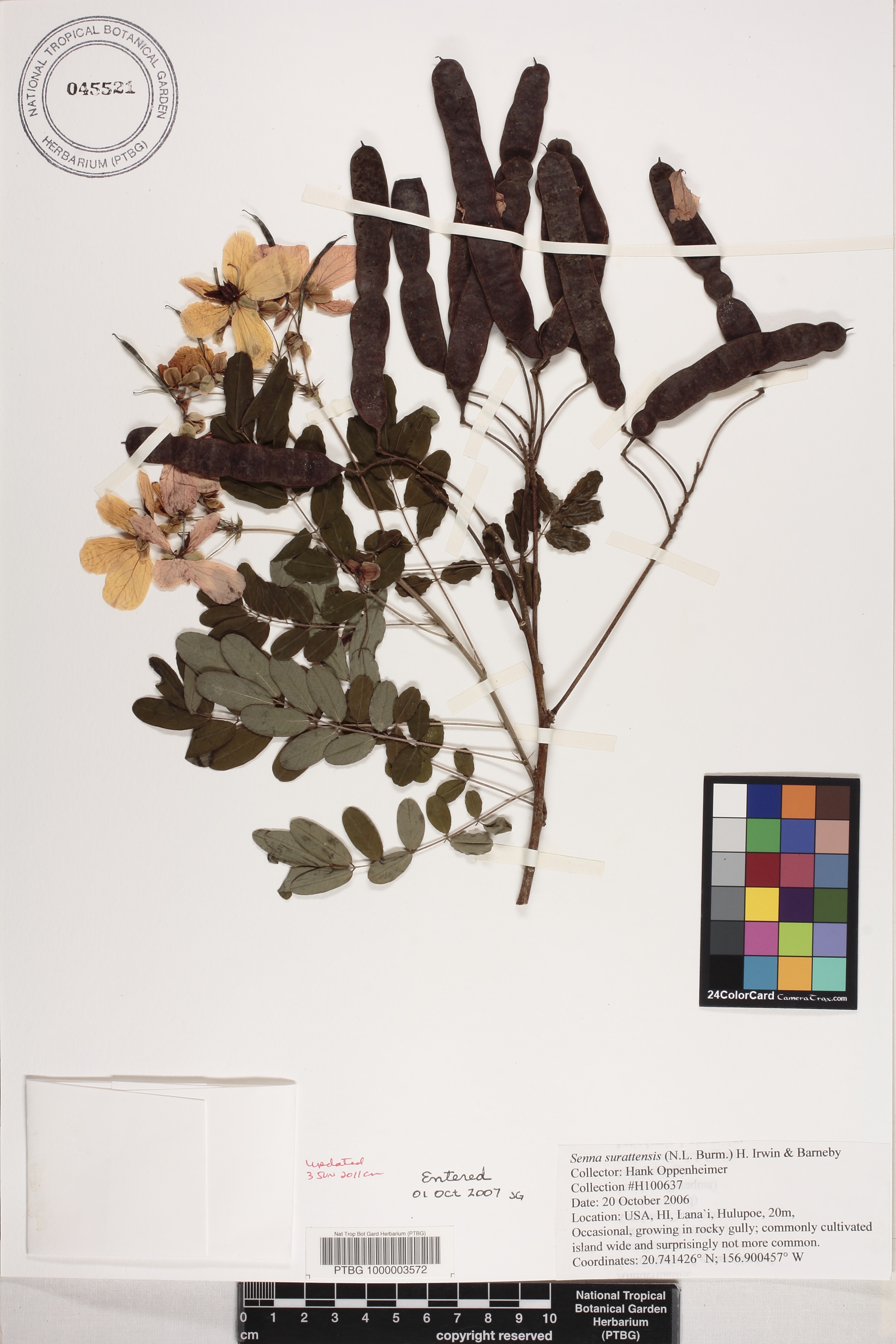 Senna surattensis image