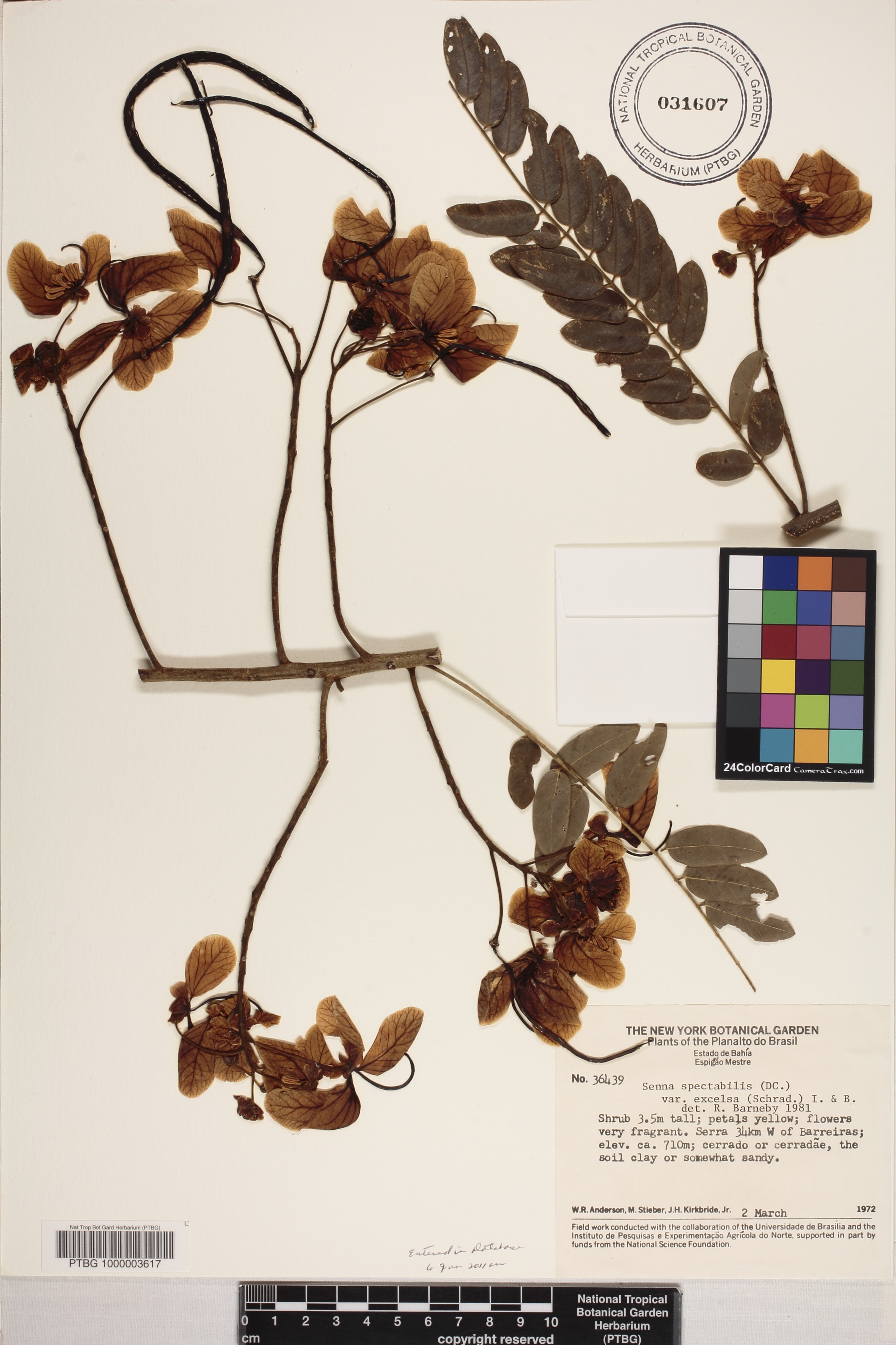 Senna spectabilis image