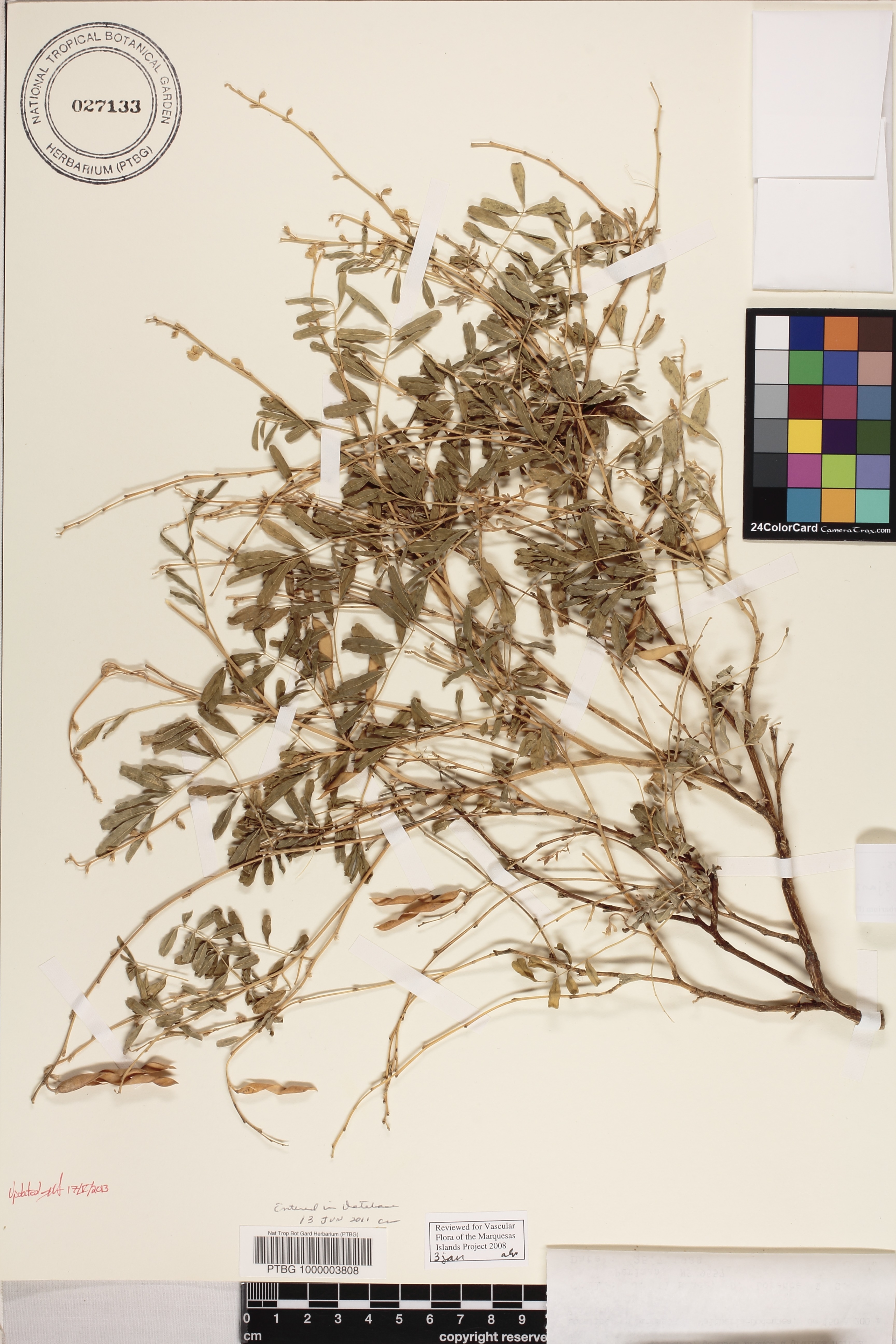 Tephrosia purpurea var. purpurea image