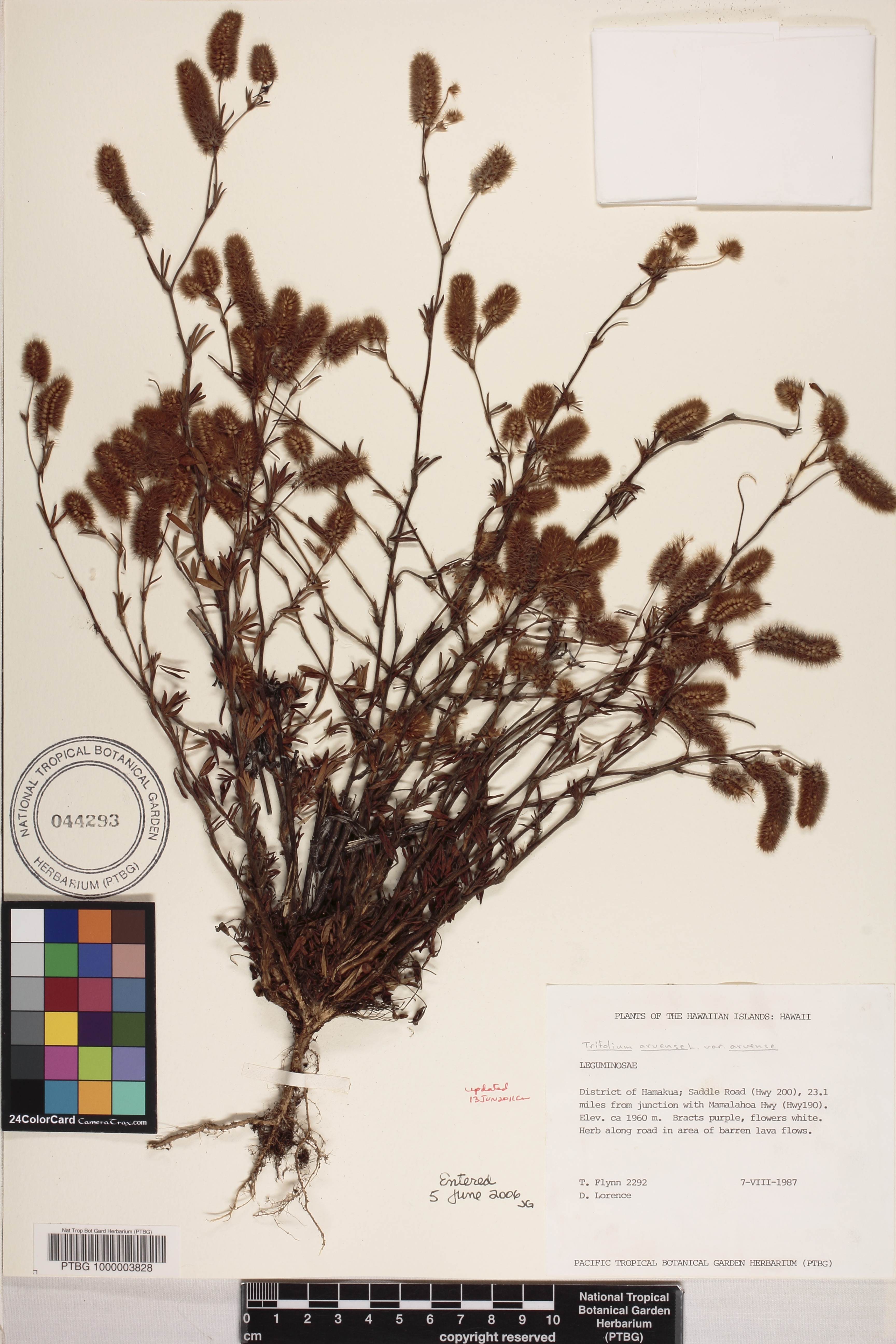 Trifolium arvense var. arvense image