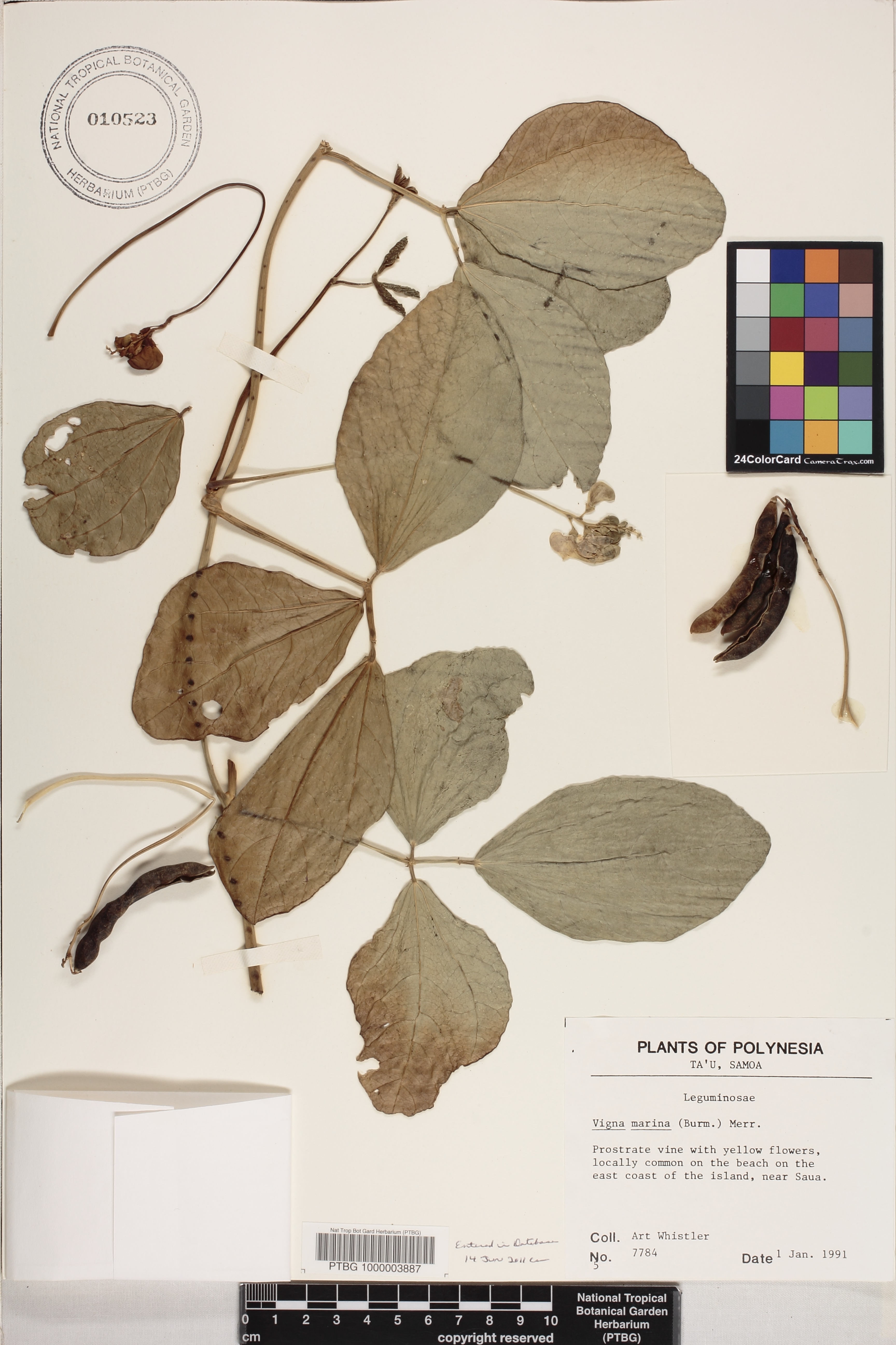 Vigna marina image