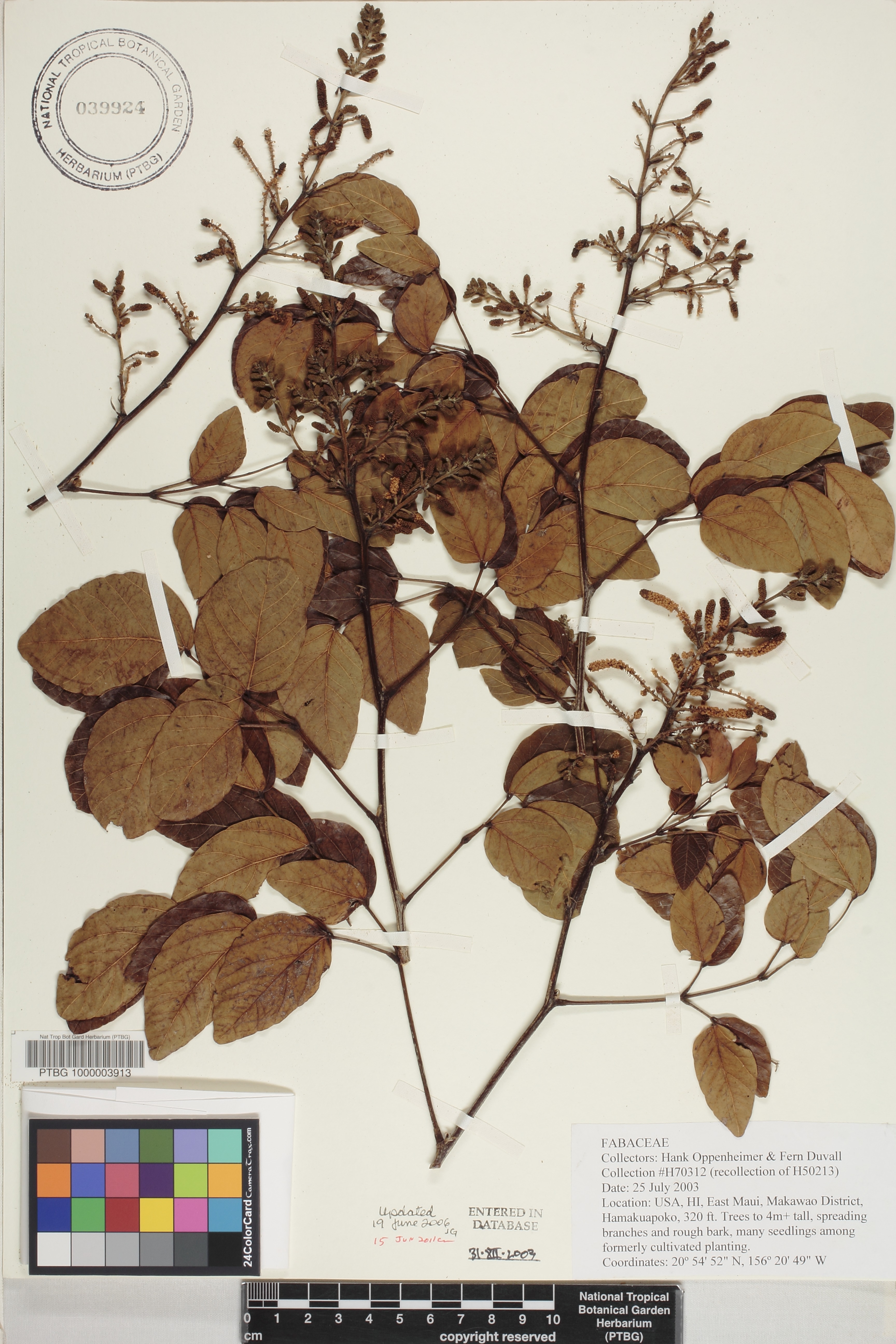 Mimosa caesalpiniifolia image