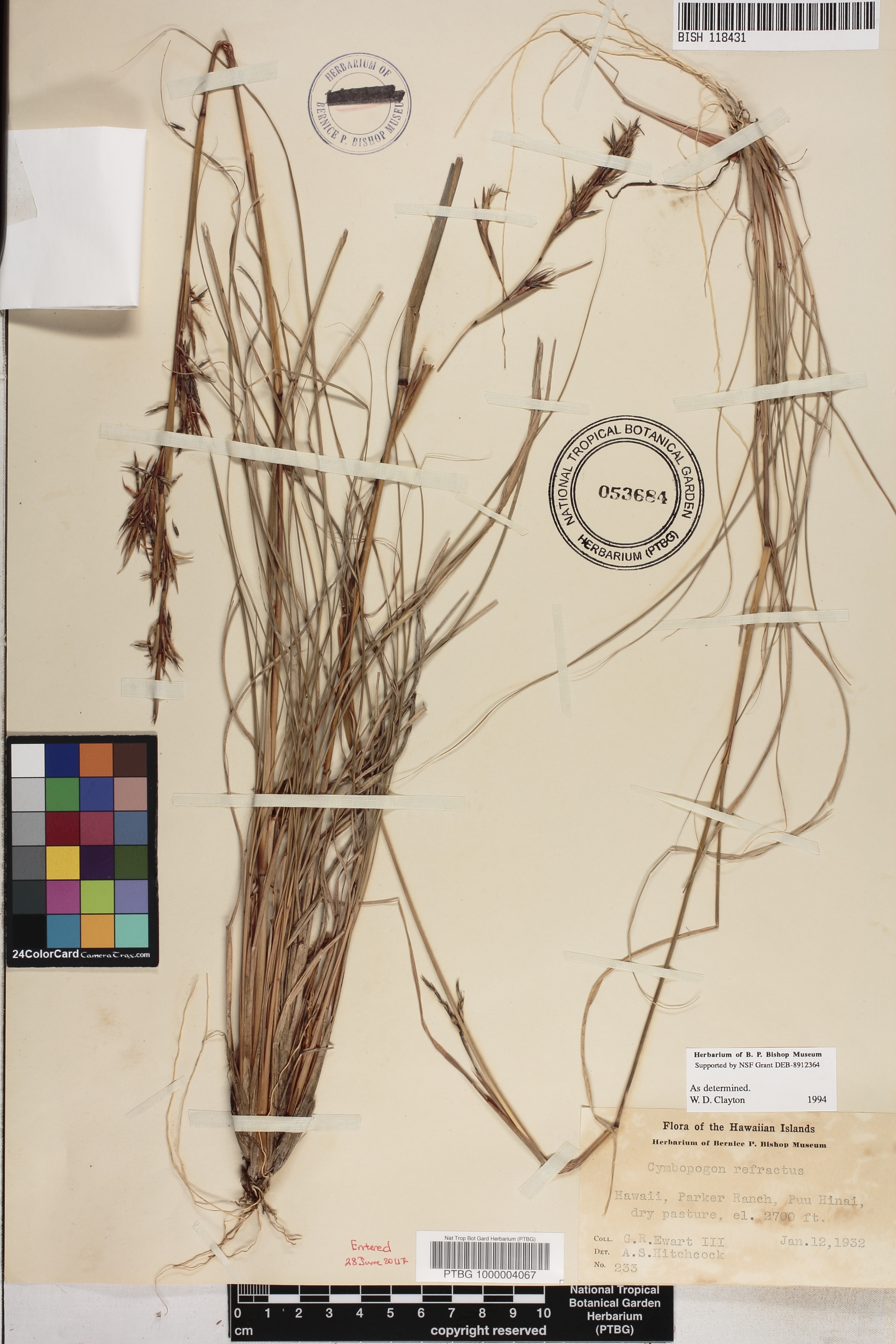 Cymbopogon refractus image
