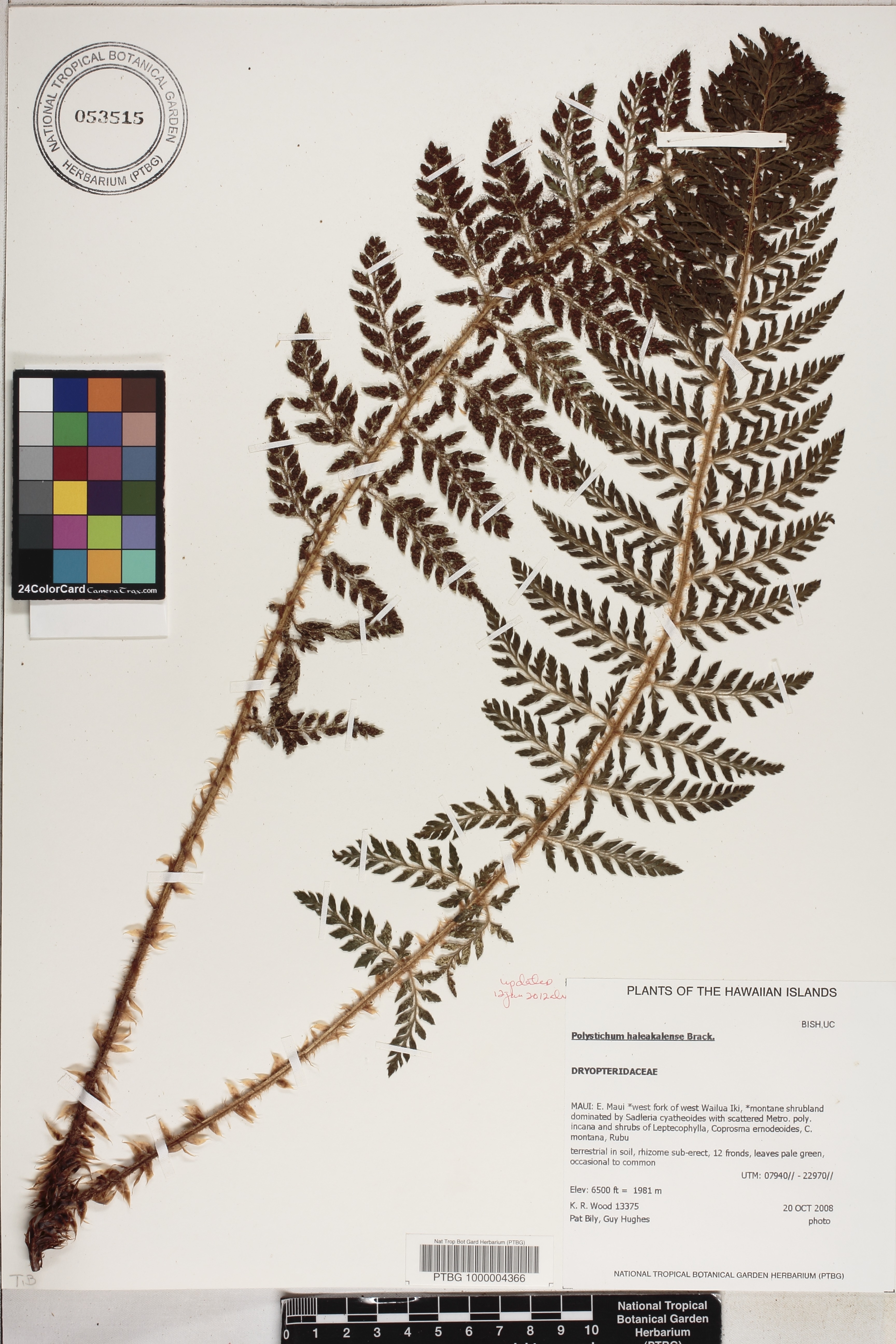 Polystichum haleakalense image