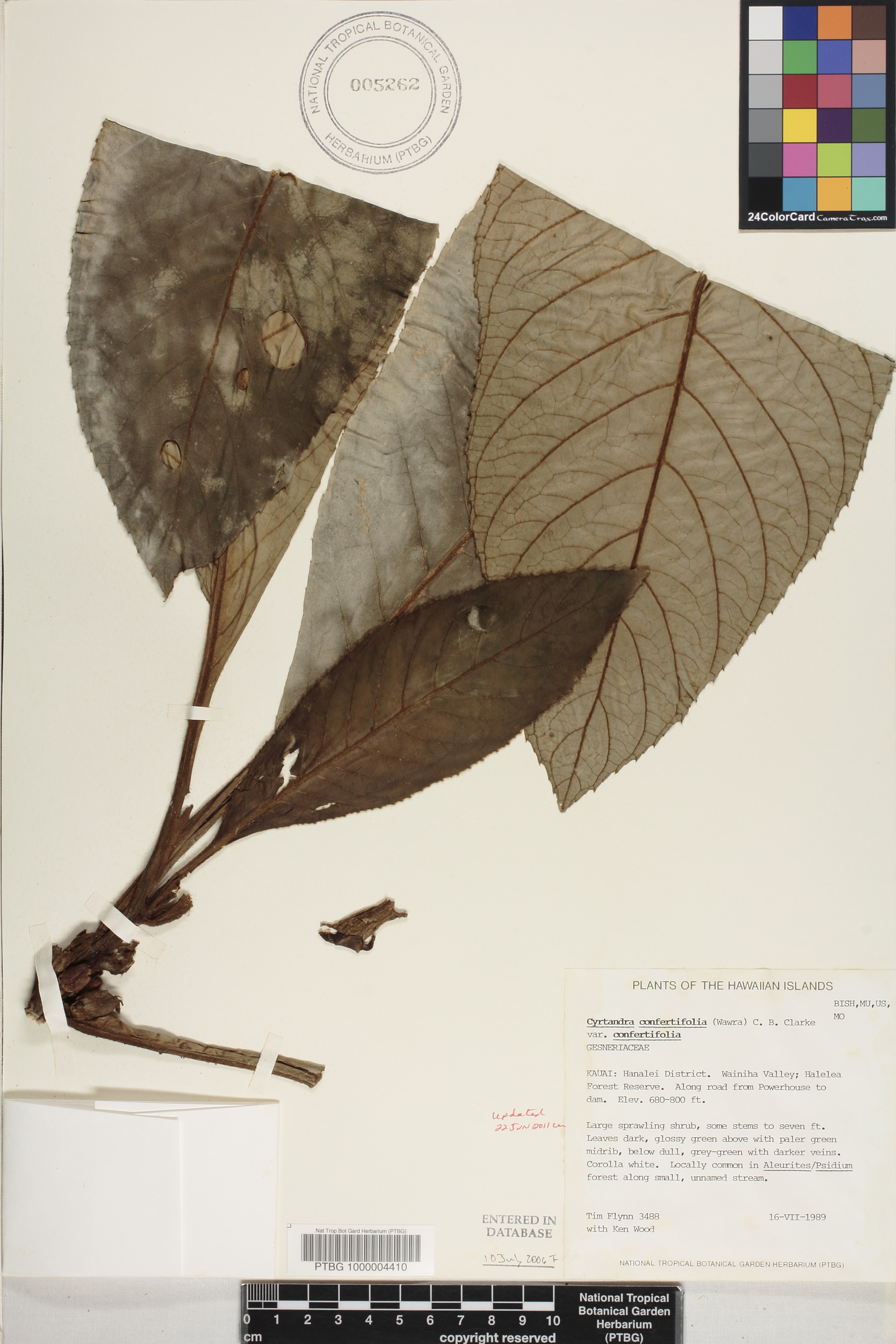 Cyrtandra confertiflora image